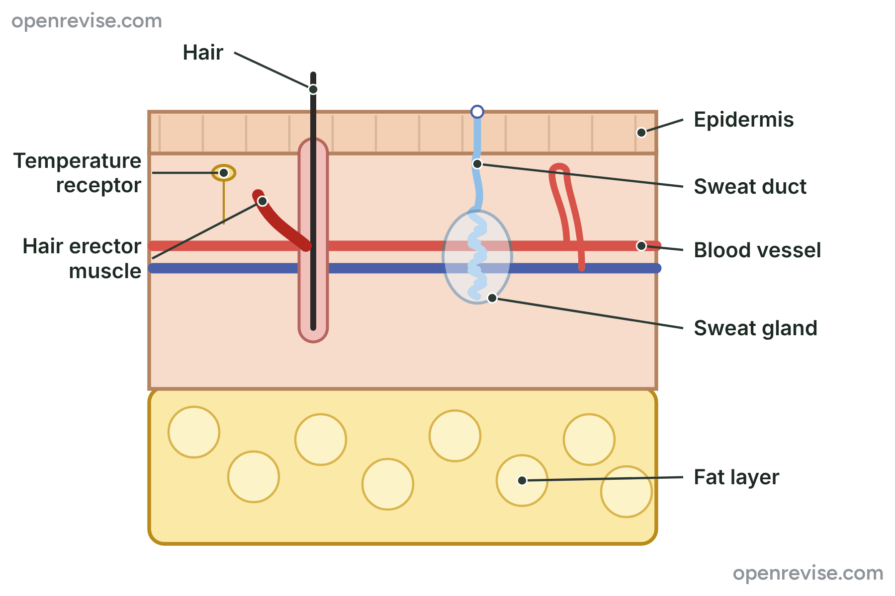 A section through the skin showing the epidermis, the dermis with a hair, a hair erector muscle, a sweat gland, a sweat duct, a temperature receptor and blood vessels, and the fat layer.