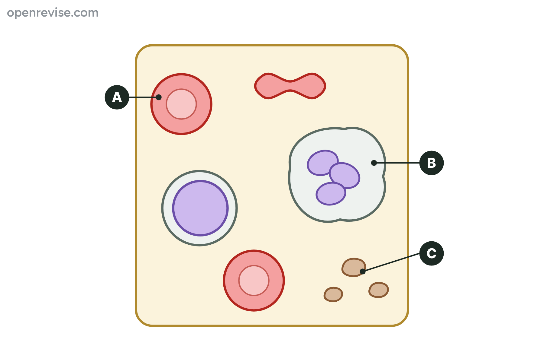 Blood cells in plasma with a red blood cell, a phagocyte and a platelet marked A, B and C.