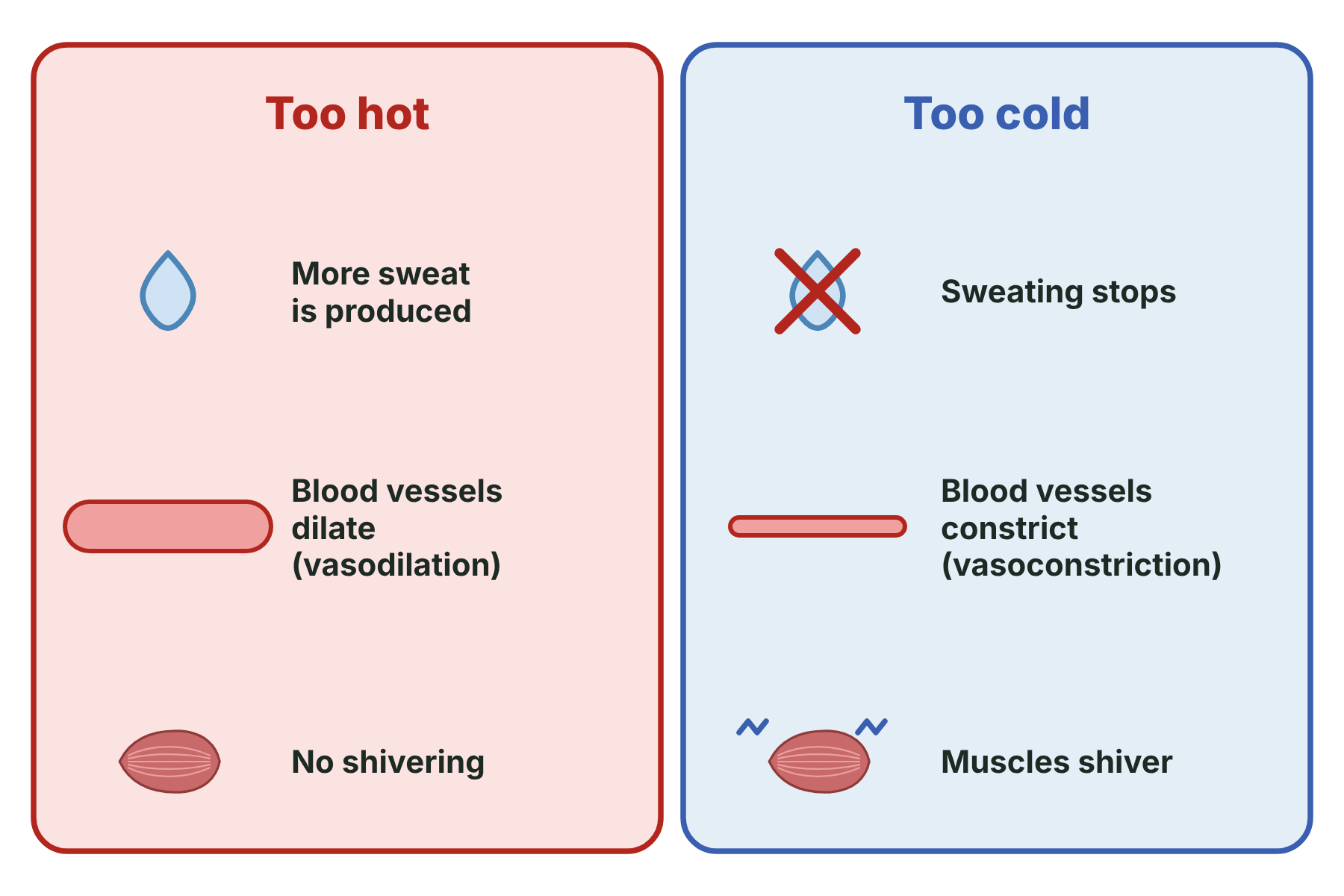The responses of the body when it is too hot, more sweat, vasodilation and no shivering, and when it is too cold, no sweating, vasoconstriction and shivering.