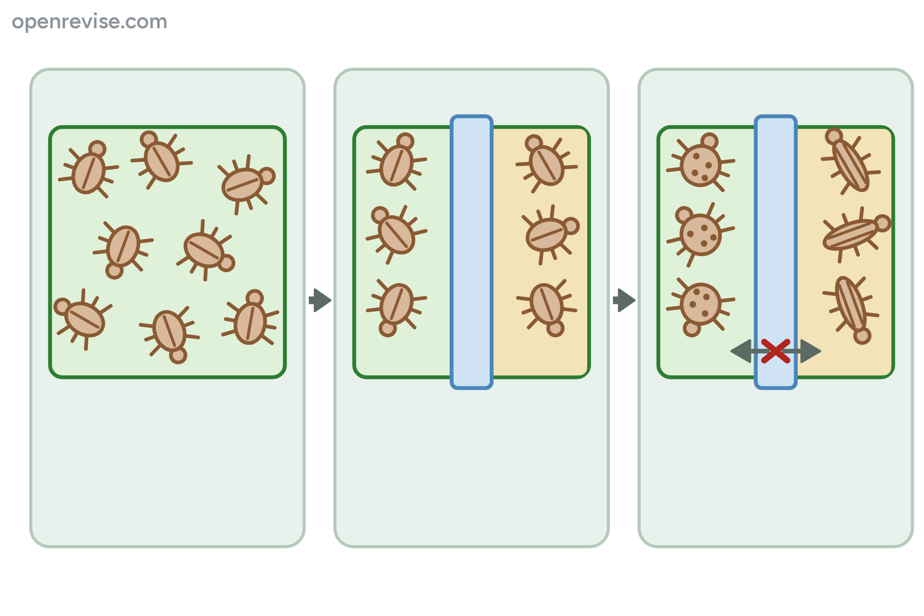 A population of beetles, a population split by a river, and two different kinds of beetle that cannot interbreed, with no labels.