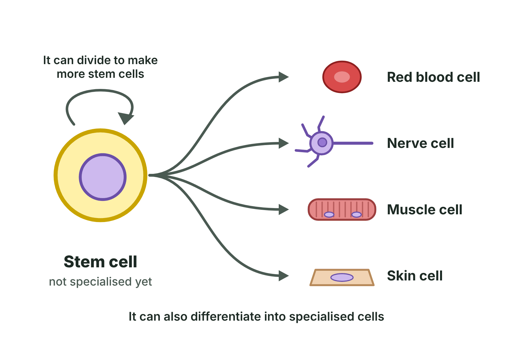 A stem cell with a loop arrow for dividing and four arrows to a red blood cell, a nerve cell, a muscle cell and a skin cell.