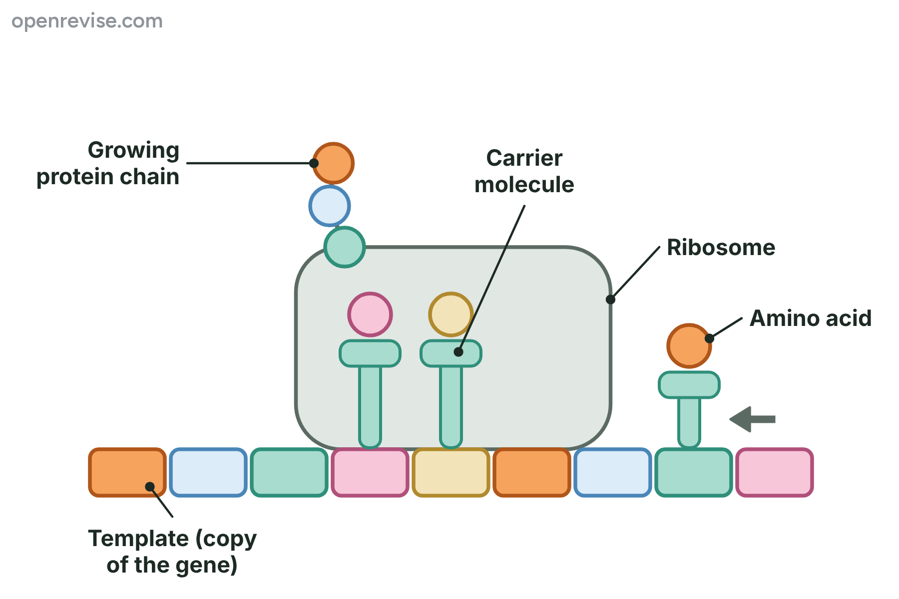 A ribosome on a template with carrier molecules bringing amino acids, which join into a growing protein chain.