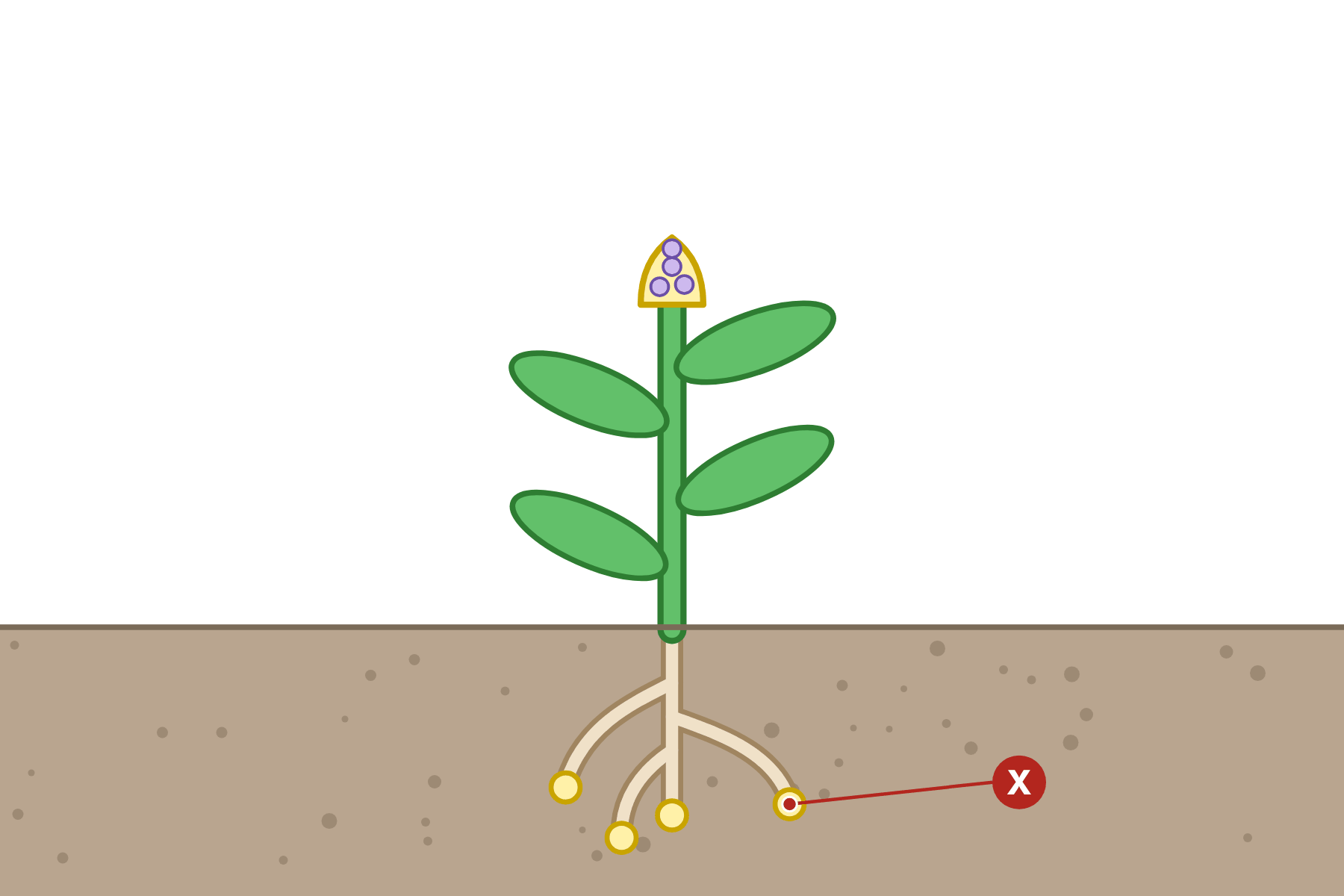 A plant with a pointer marked X at the tip of a root.