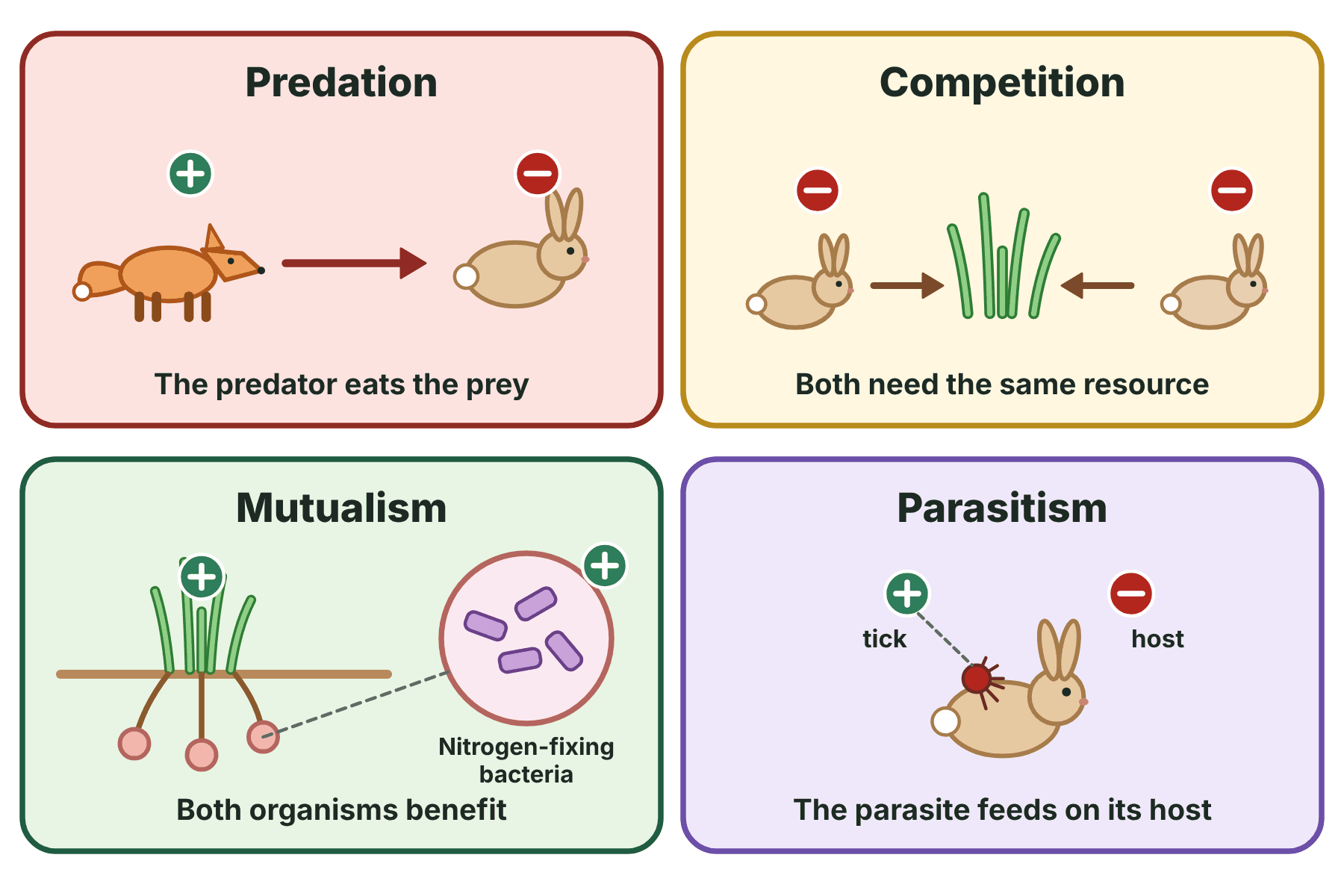 Predation, competition, mutualism and parasitism, with plus and minus badges to show which organisms benefit and which are harmed.