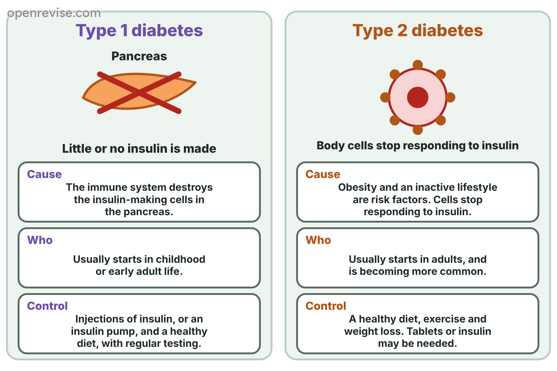 A comparison of type 1 diabetes, where the pancreas does not make insulin, and type 2 diabetes, where the body cells stop responding to insulin, with the cause, the age of onset and the control of each.