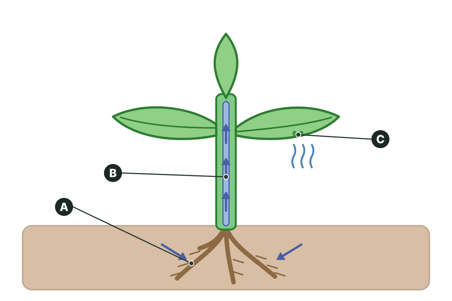 A plant with three parts marked A, B and C.