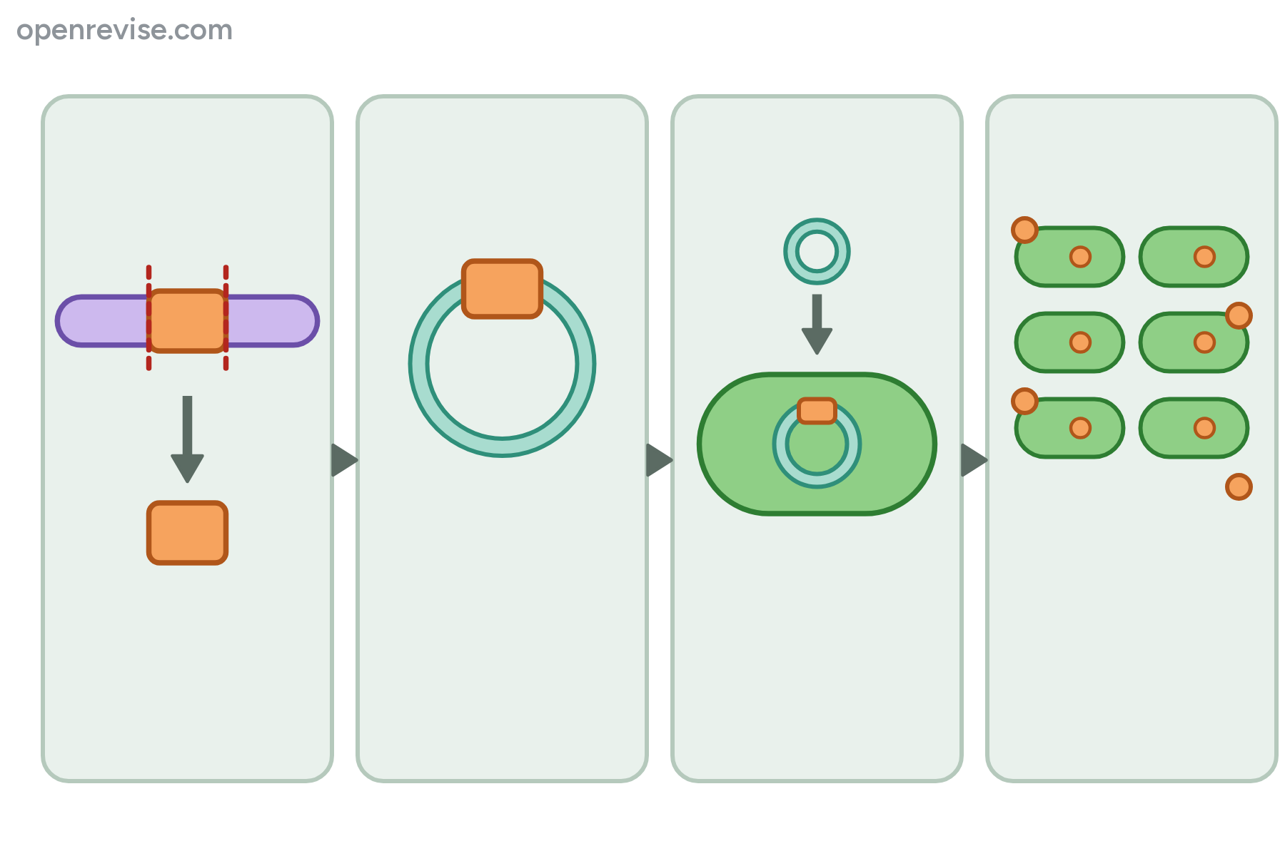 Four panels showing a gene being cut out, put in a plasmid, put in a bacterium and the bacteria multiplying, with no labels.