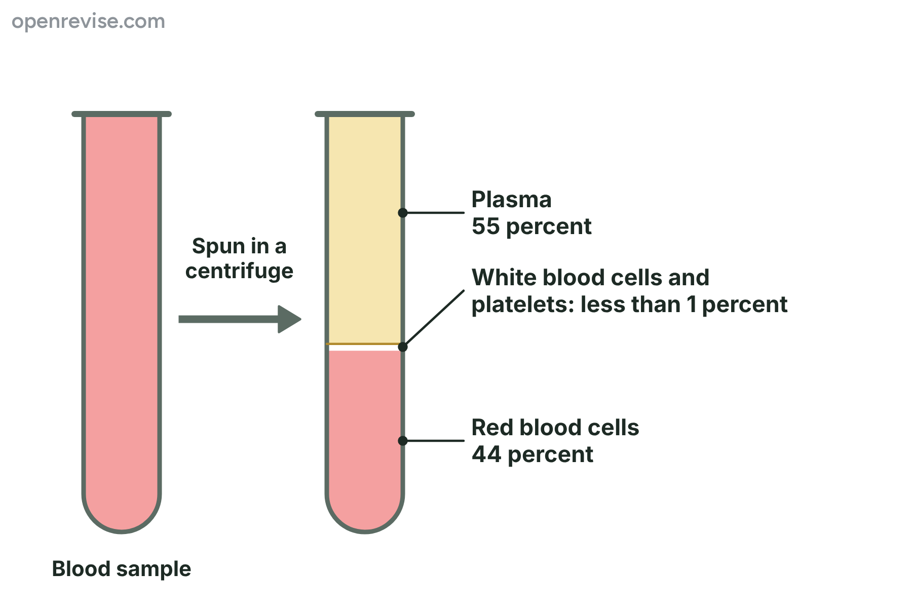 A tube of blood before and after spinning in a centrifuge, with the plasma, white blood cells and platelets and the red blood cells in separate layers.