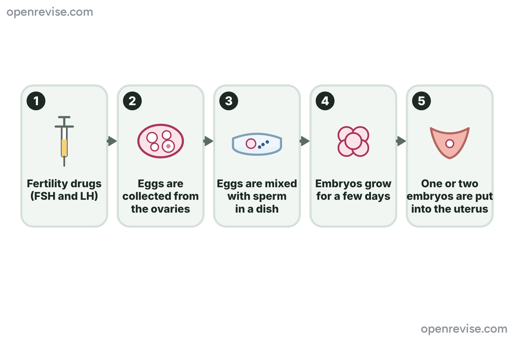 A flow chart of the five stages of IVF, from fertility drugs to an embryo being placed in the uterus.
