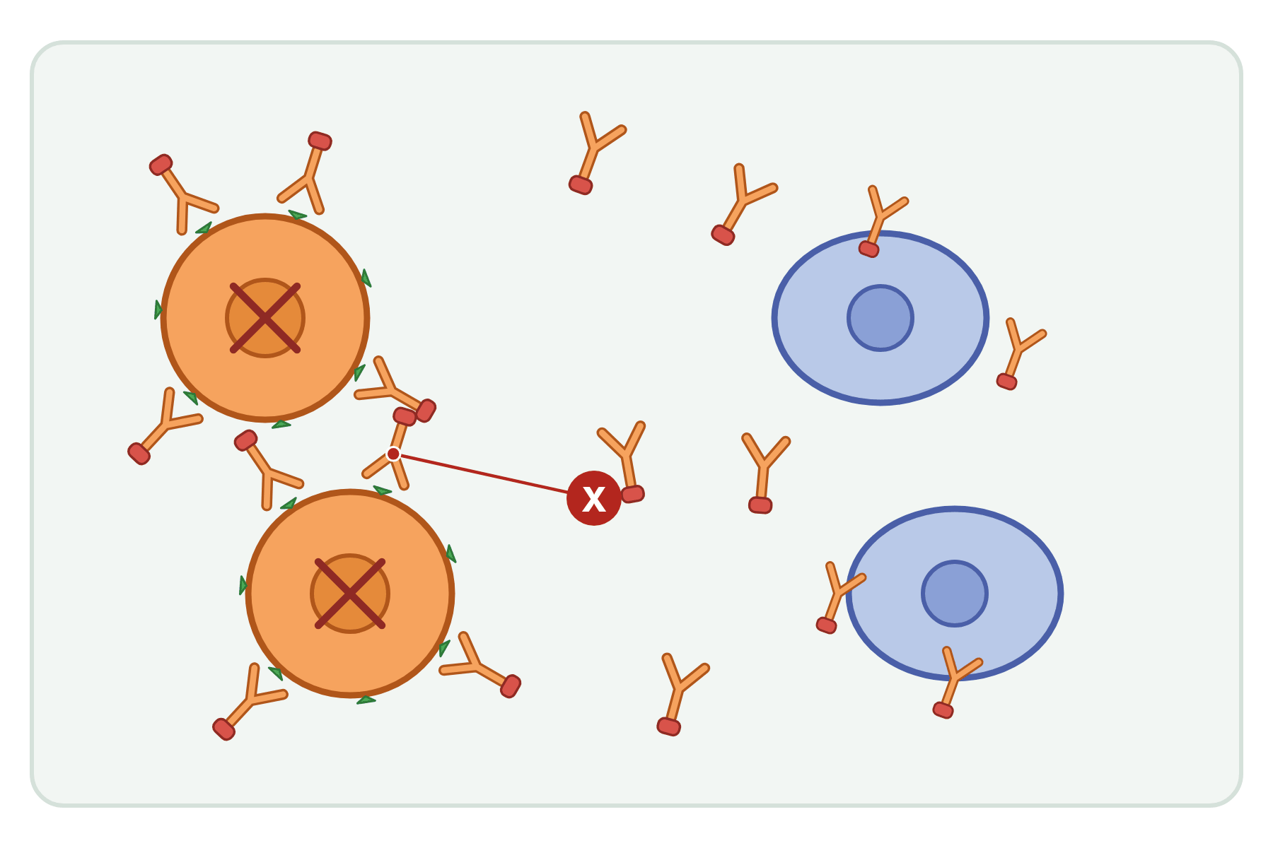 Cancer cells and normal cells with a pointer marked X to a monoclonal antibody.