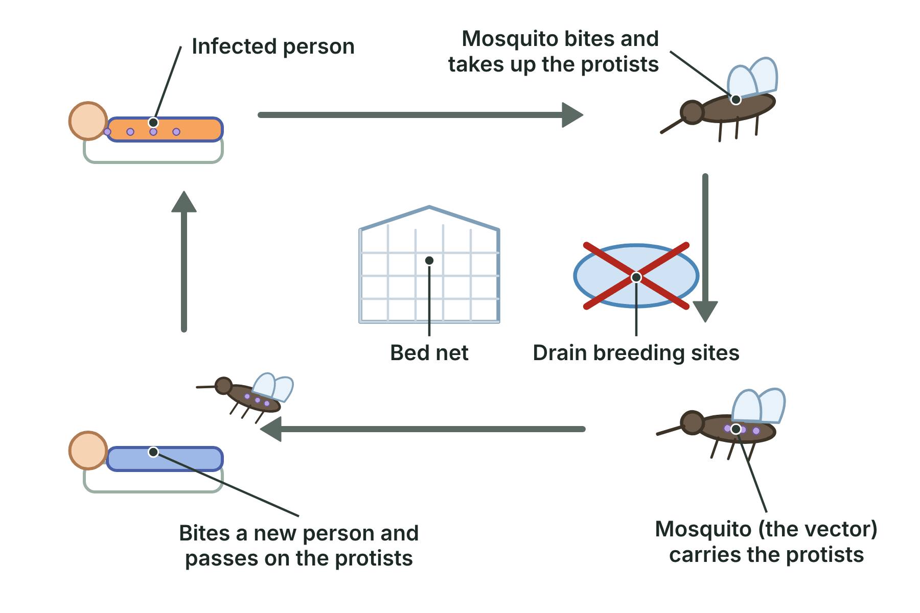 A cycle showing a mosquito biting an infected person, carrying the protist, biting a new person and passing the protist on, with bed nets and draining water as ways of controlling it.