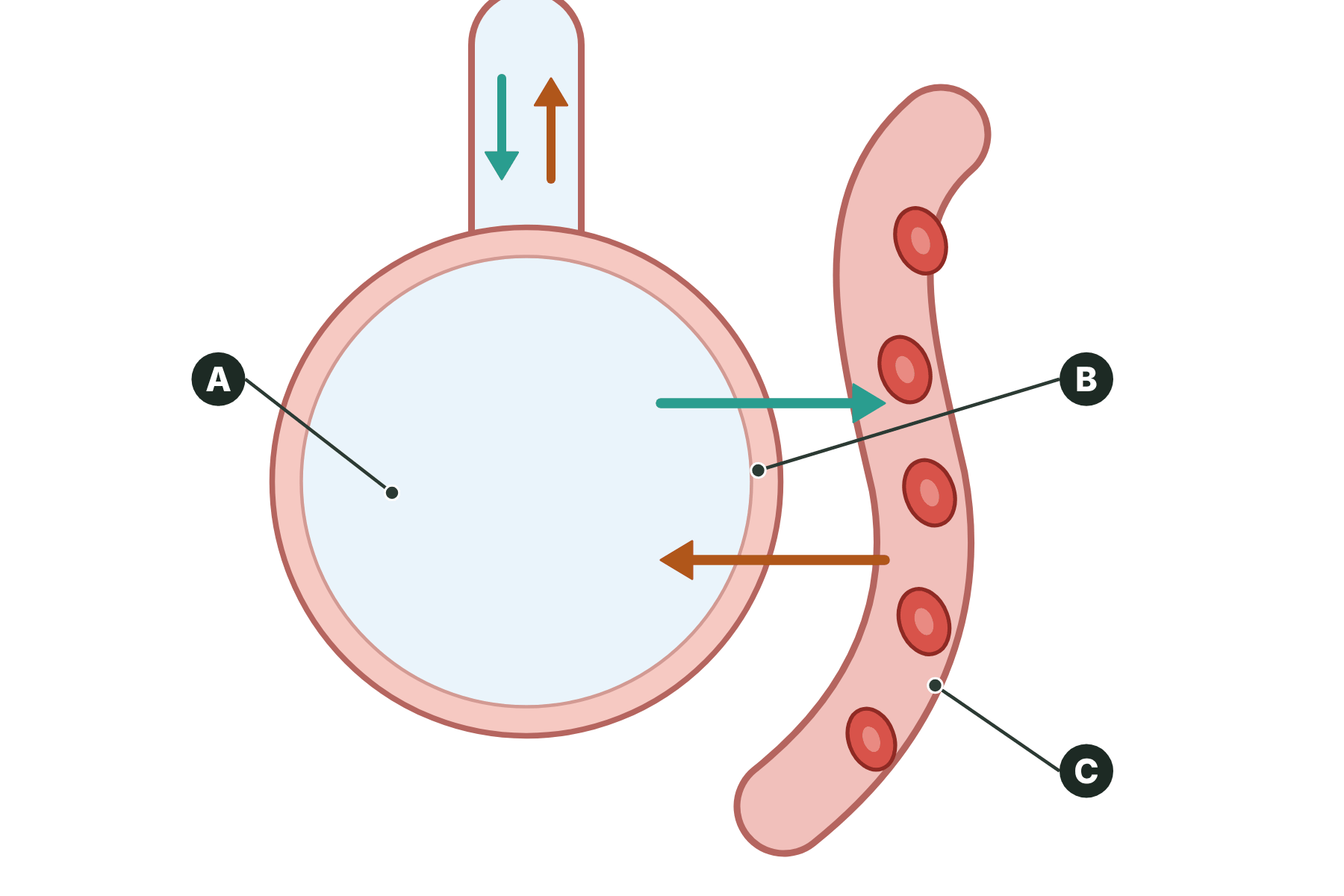An alveolus and a capillary with three parts marked A, B and C.