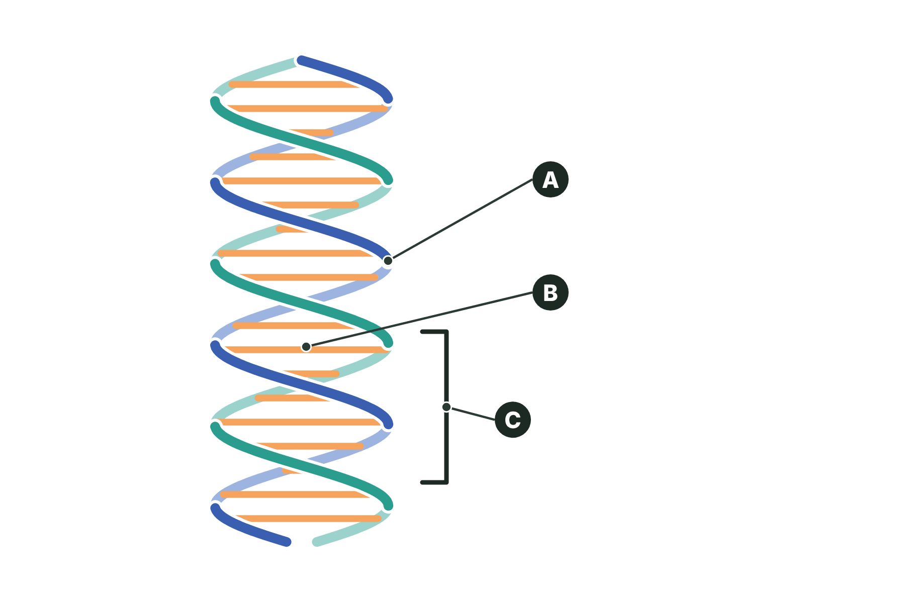 A DNA double helix with three parts marked A, B and C.