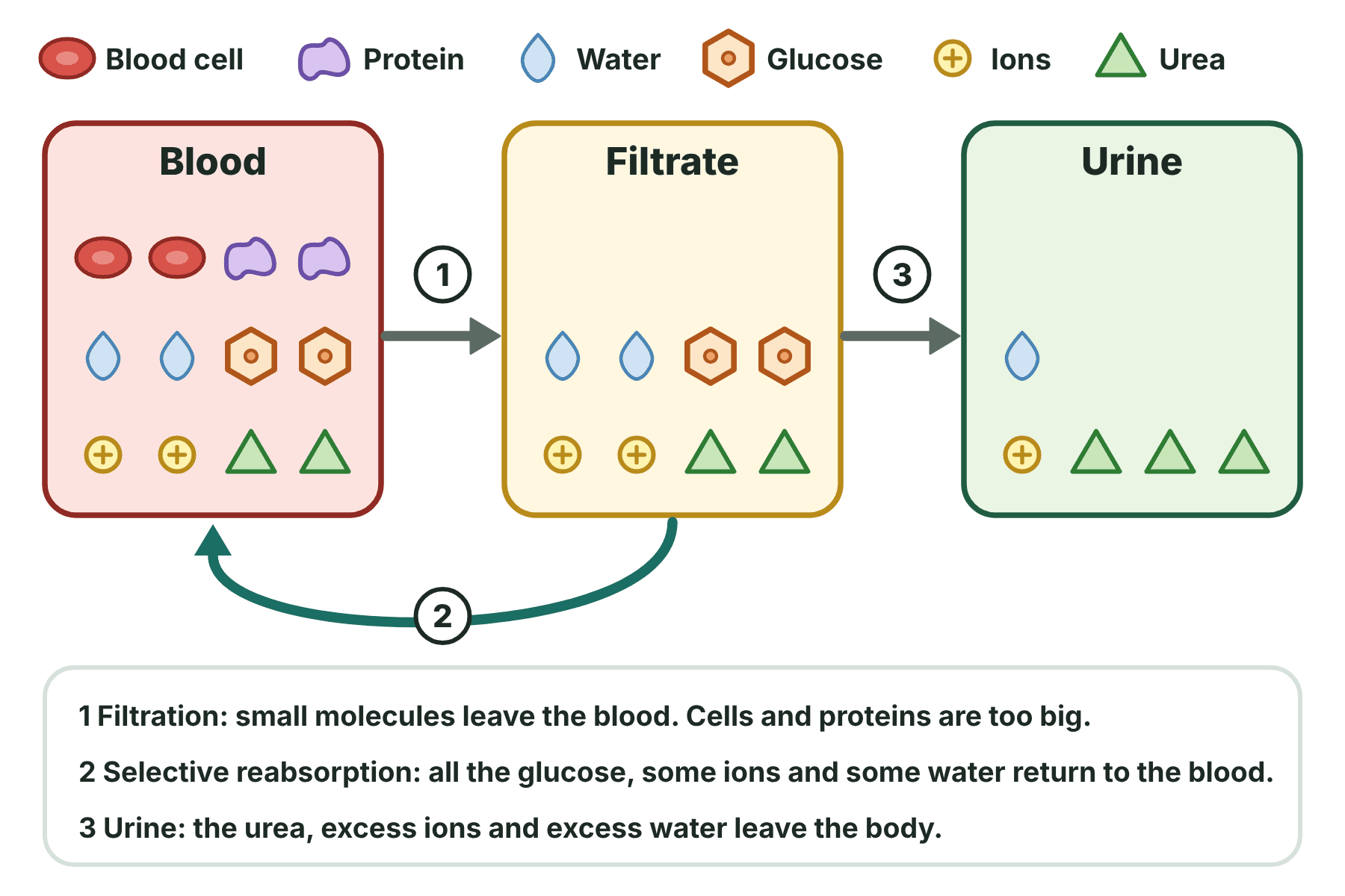 A diagram of blood being filtered, the useful substances being reabsorbed, and the urea, excess ions and excess water leaving as urine.