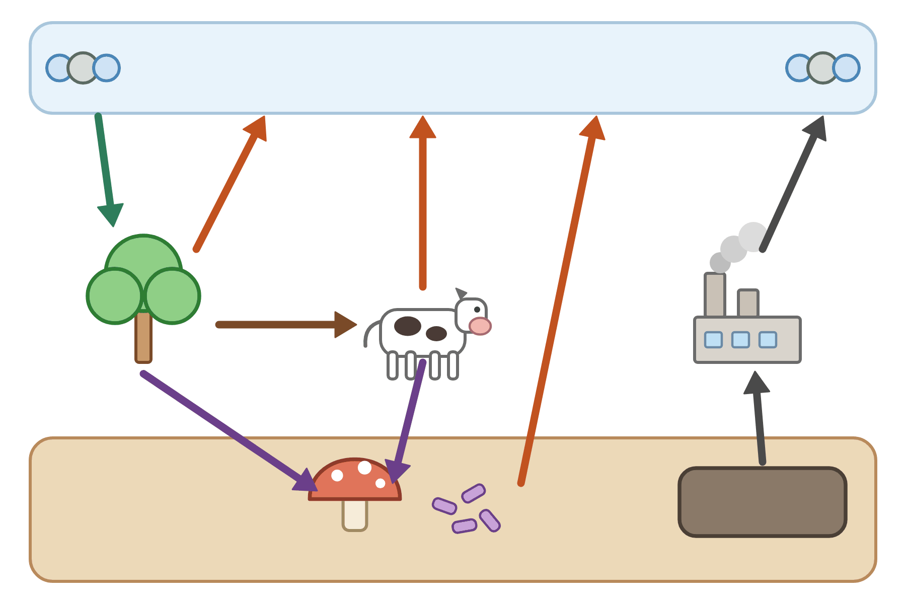The carbon cycle with no labels.