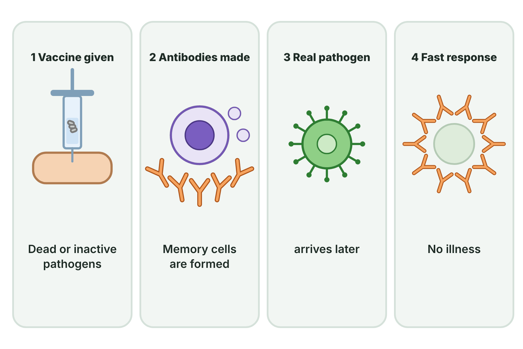 Four steps showing a vaccine being given, antibodies being made, the real pathogen arriving later and being destroyed quickly by antibodies.