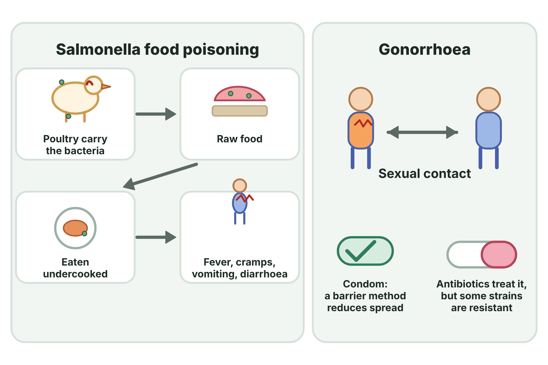 A flow from poultry to raw food to an undercooked meal to a person with food poisoning, and a diagram of how gonorrhoea is spread by sexual contact and controlled with condoms and antibiotics.