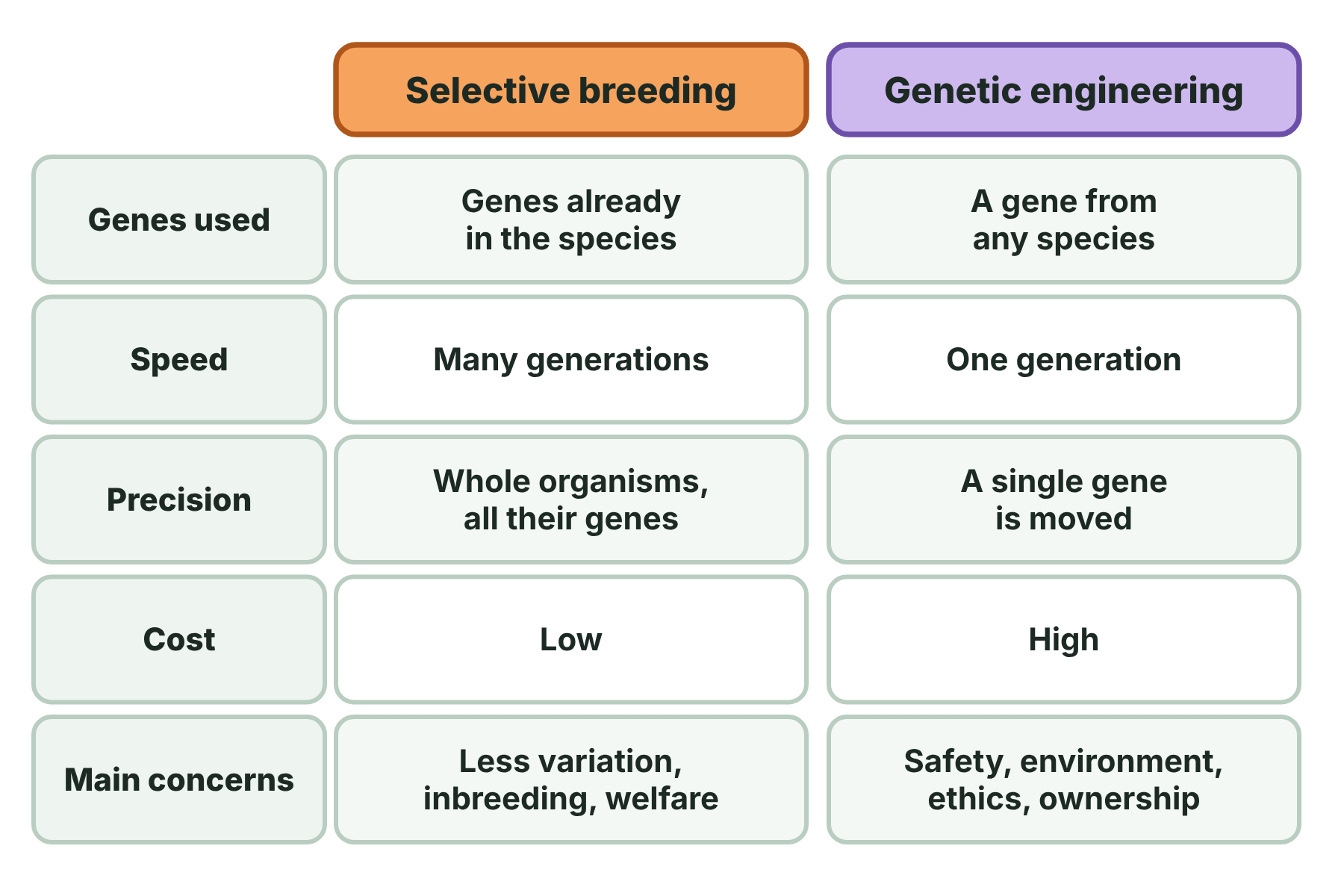 A table comparing selective breeding and genetic engineering by genes used, speed, precision, cost and main concerns.