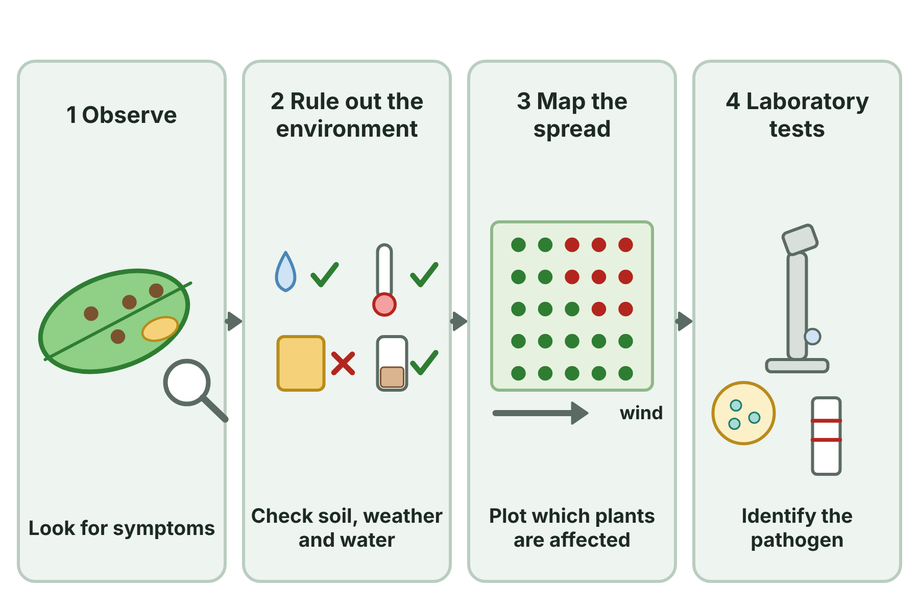 Four steps to find the cause of a plant disease: observe symptoms, rule out environmental causes, map the distribution and run laboratory tests.