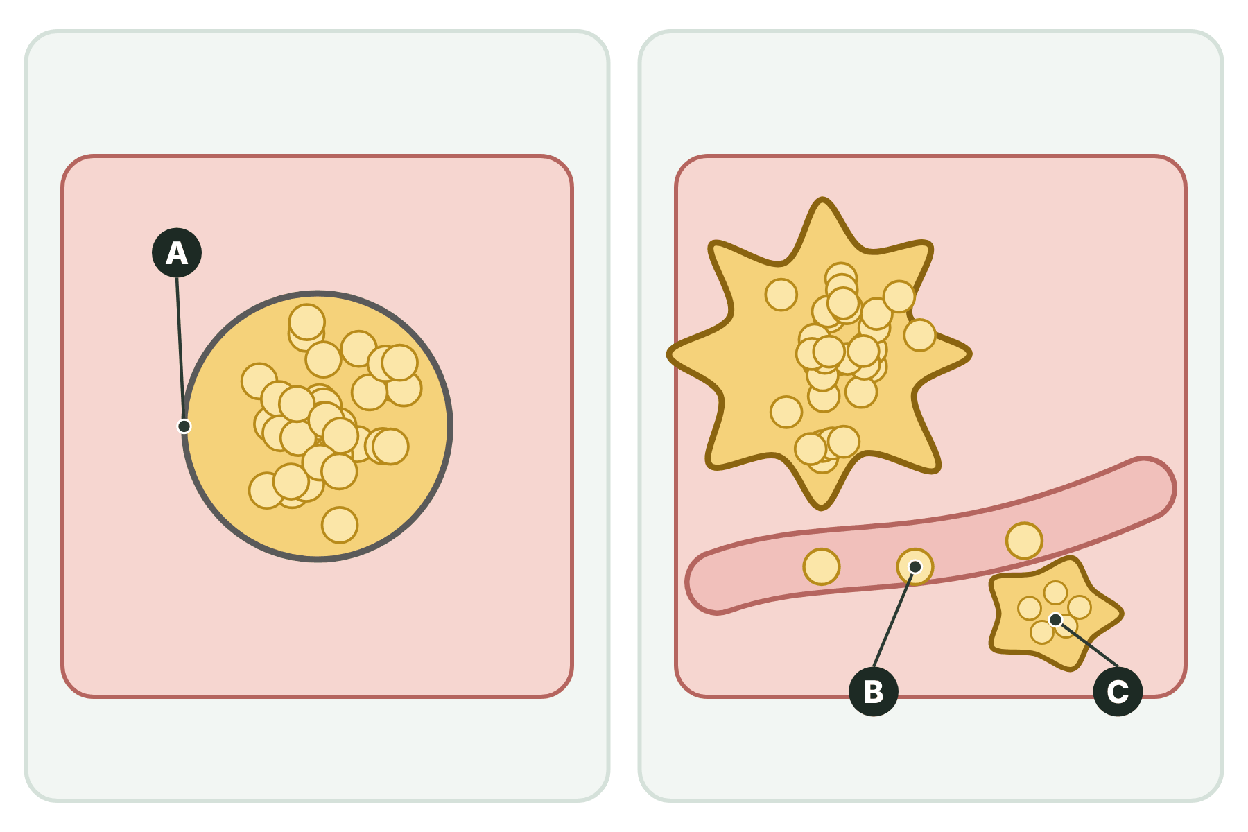 Two tumours with three parts marked A, B and C.