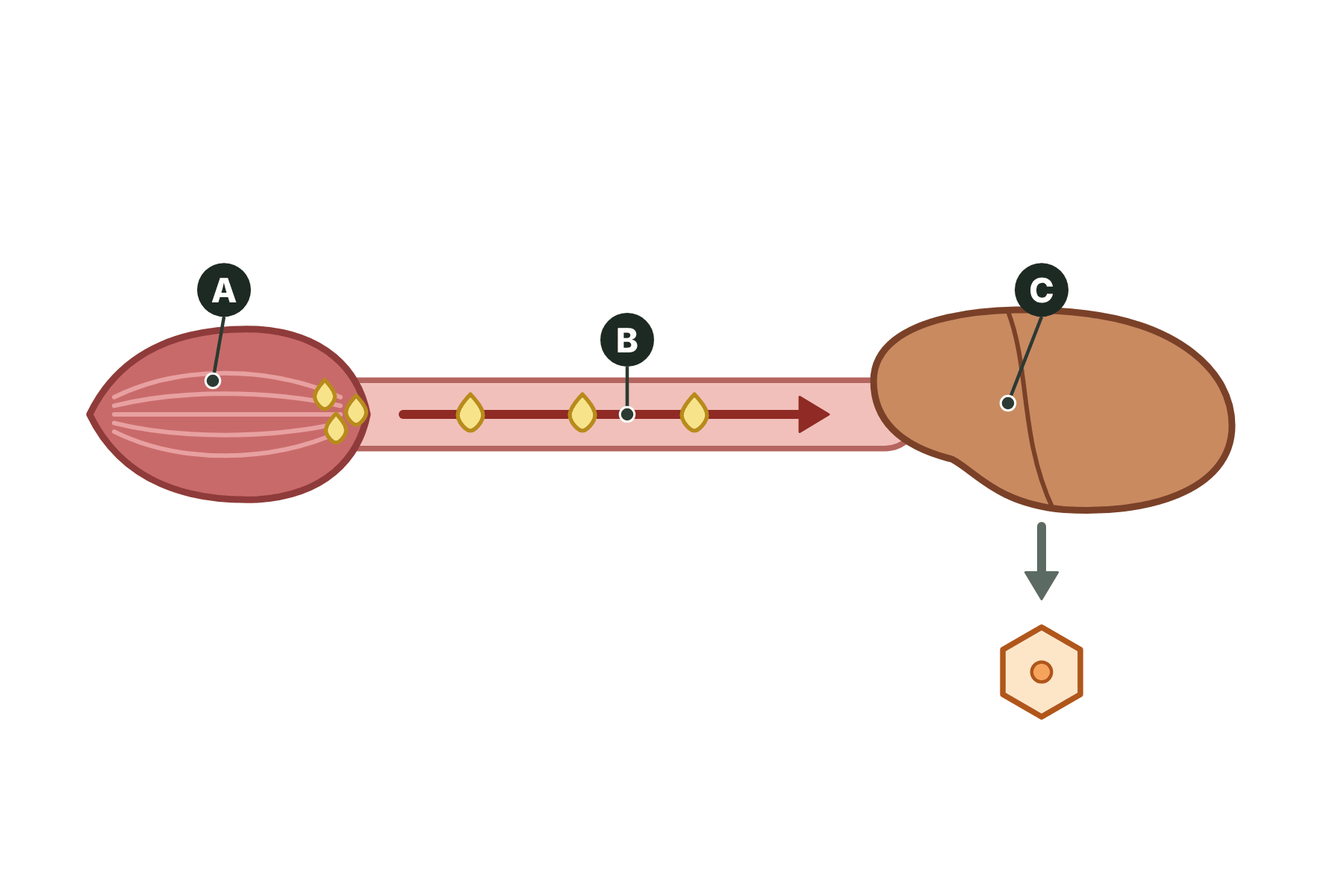 A muscle, a blood vessel with an arrow and a liver, marked A, B and C.