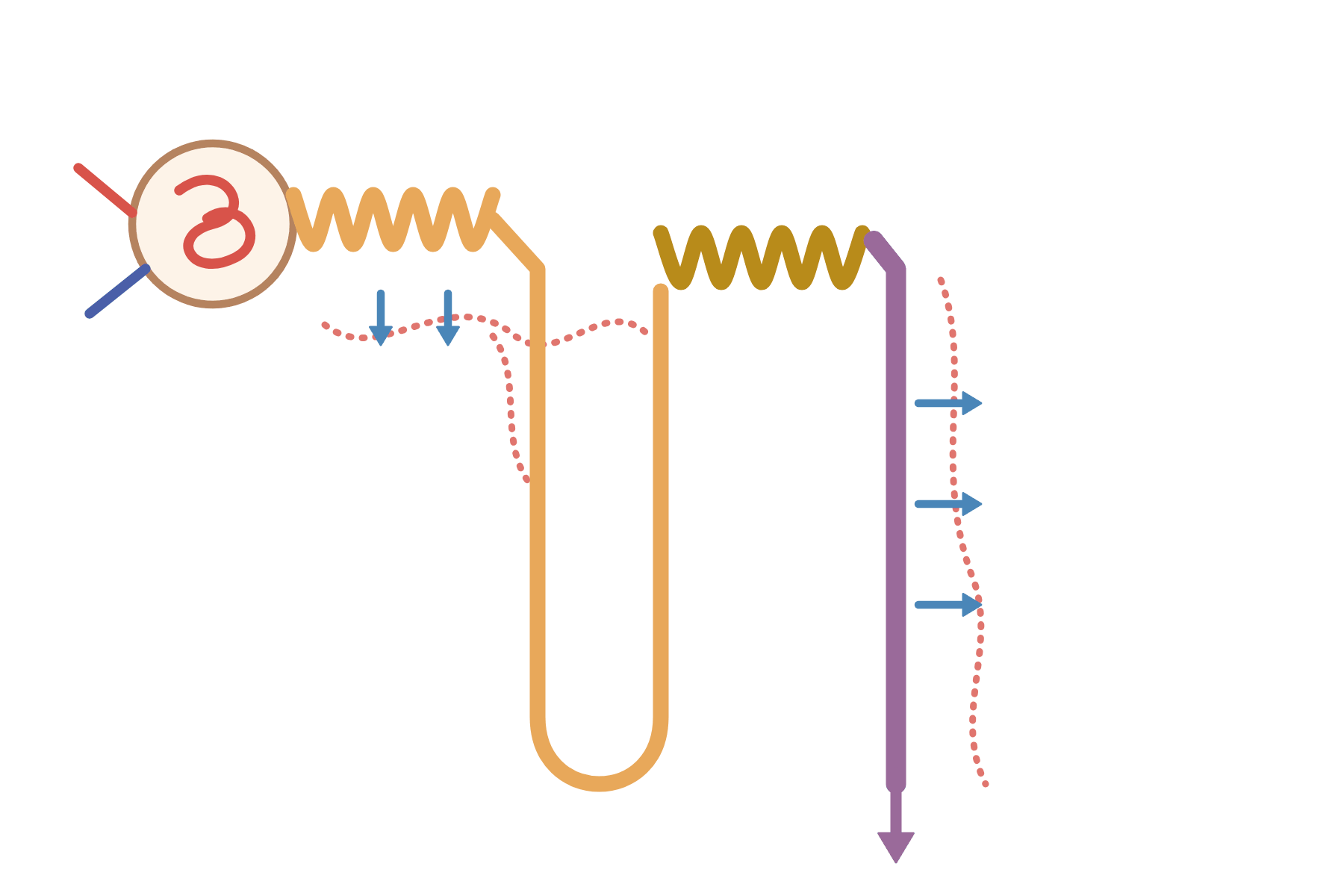 A nephron with no labels.