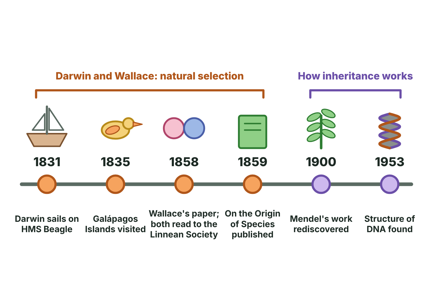 A timeline from 1831 to 1953 showing the Beagle voyage, the Galápagos visit, the papers of Darwin and Wallace, the Origin of Species, the rediscovery of Mendel's work and the discovery of DNA.