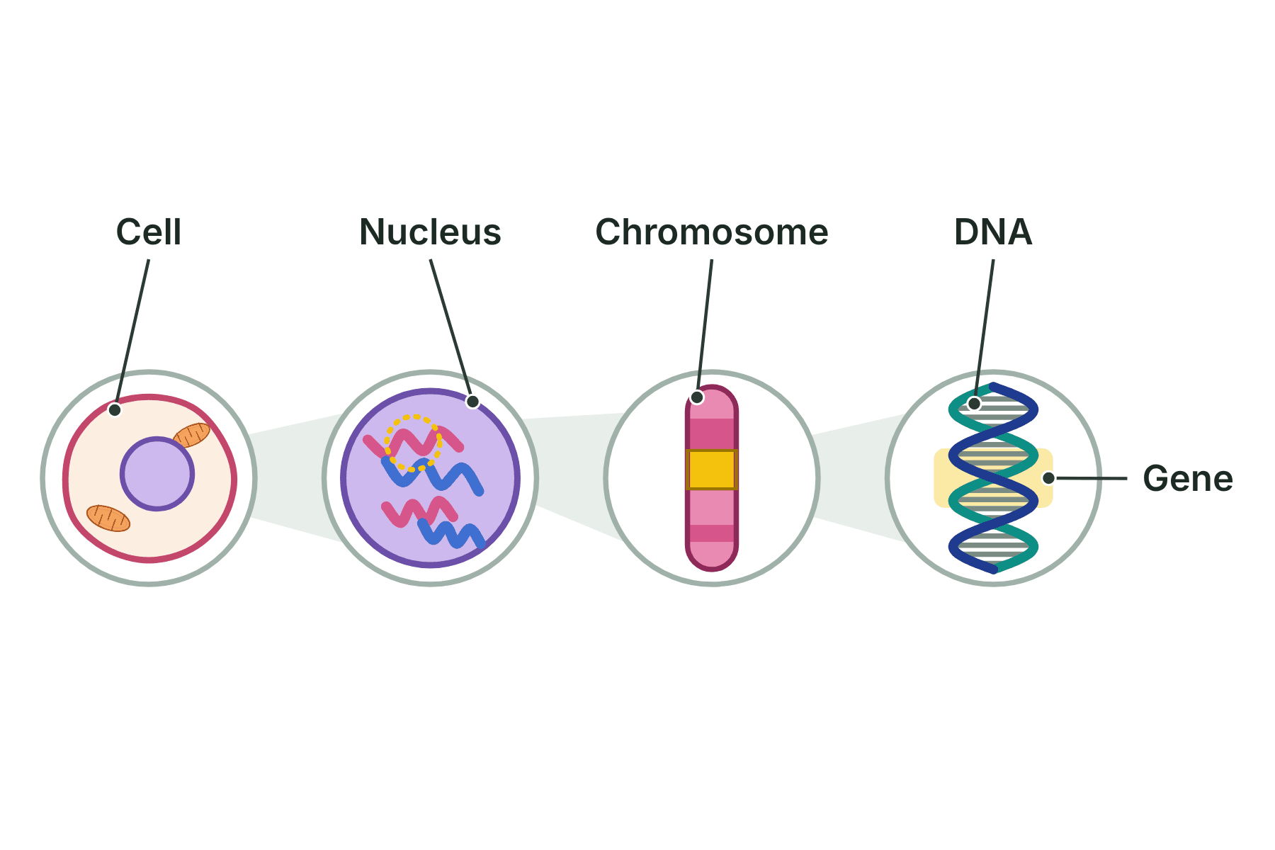 Four zoom circles from a cell to its nucleus, a chromosome, and a double helix of DNA with one gene highlighted, each labelled.