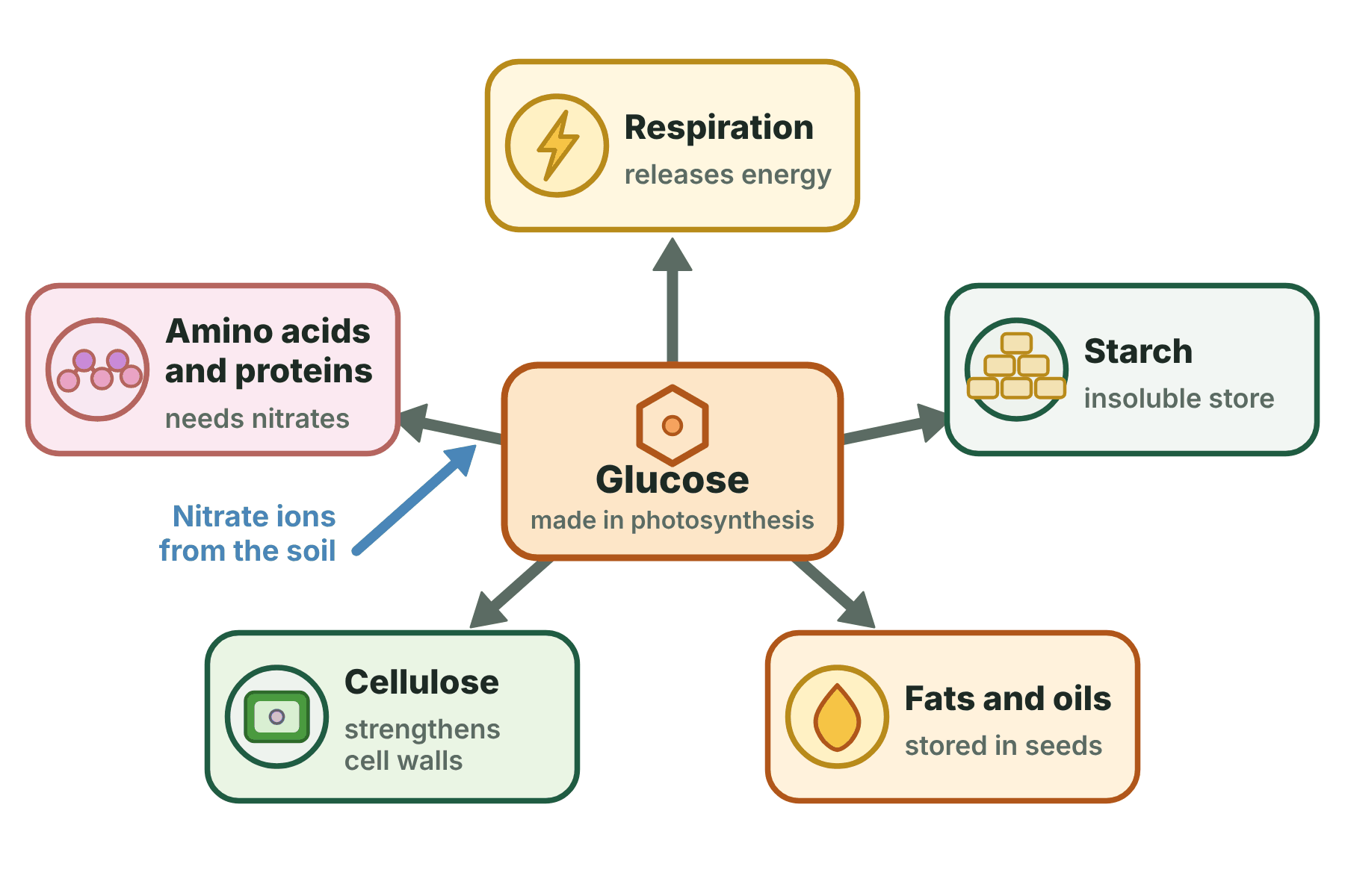 Glucose in the centre with arrows to respiration, starch, fats and oils, cellulose, and amino acids and proteins.