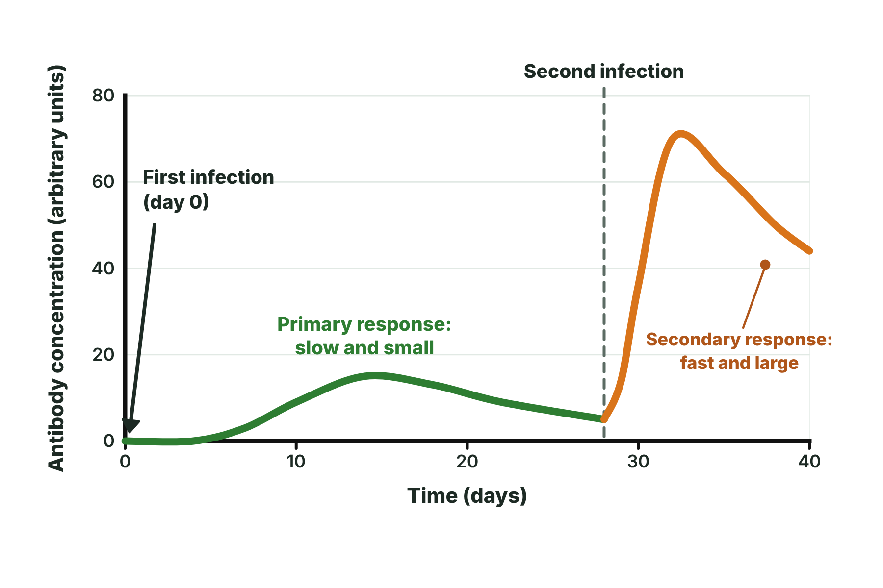 A graph of antibody concentration against time, showing a small slow rise after the first infection and a larger and faster rise after the second infection.
