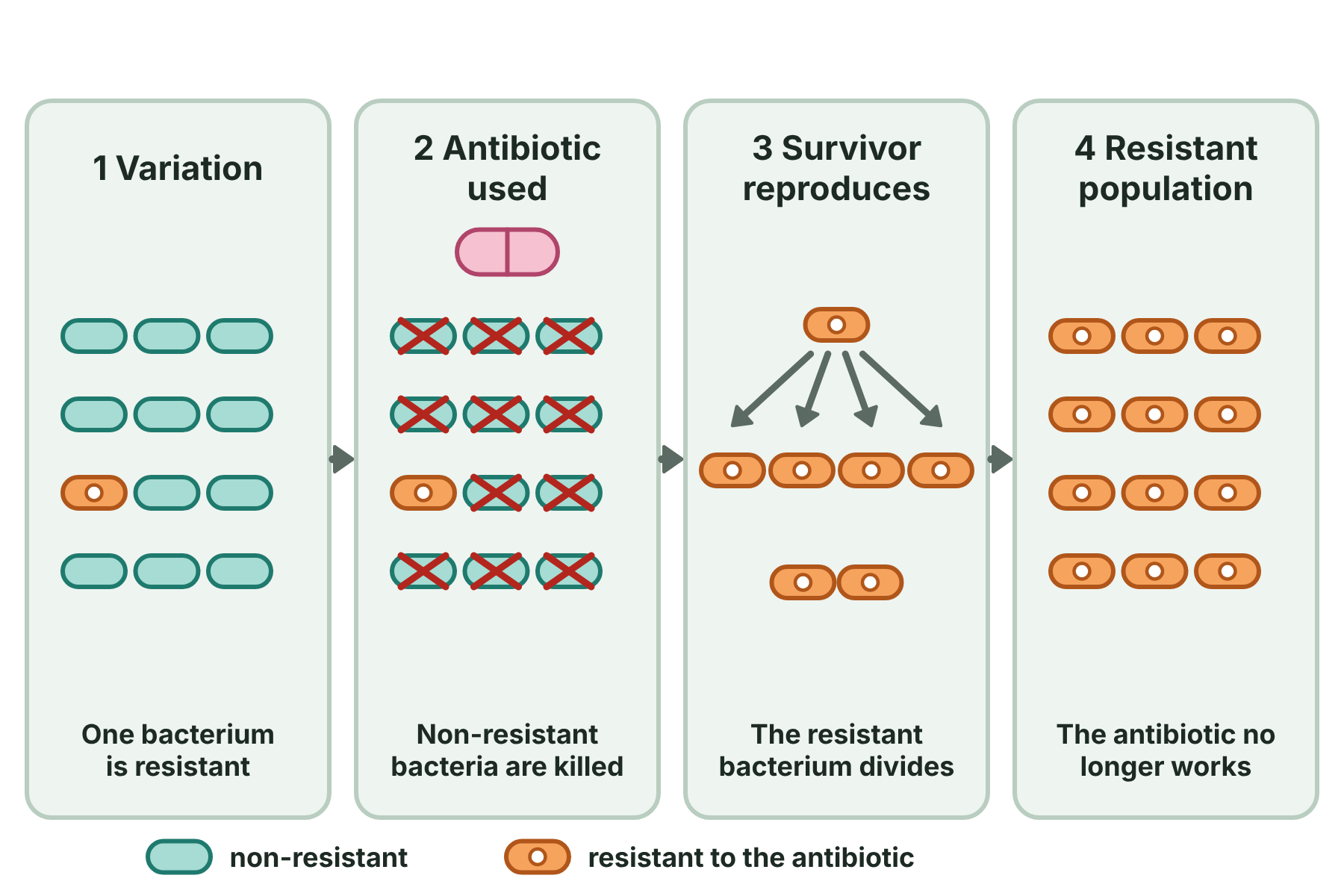 Four stages showing a single resistant bacterium surviving an antibiotic and reproducing, so that the whole population becomes resistant.
