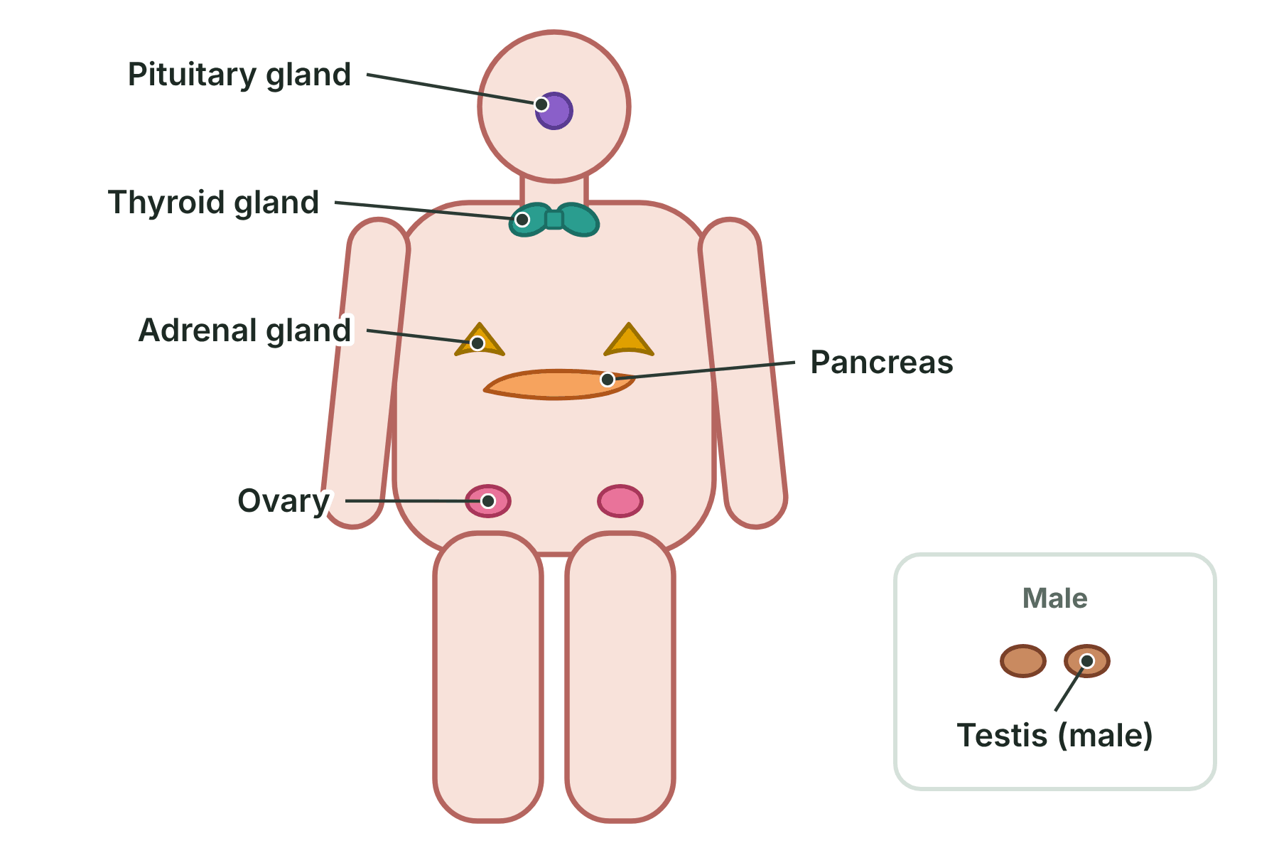 A human body outline with the pituitary gland, thyroid gland, adrenal glands, pancreas, ovaries and testes marked.