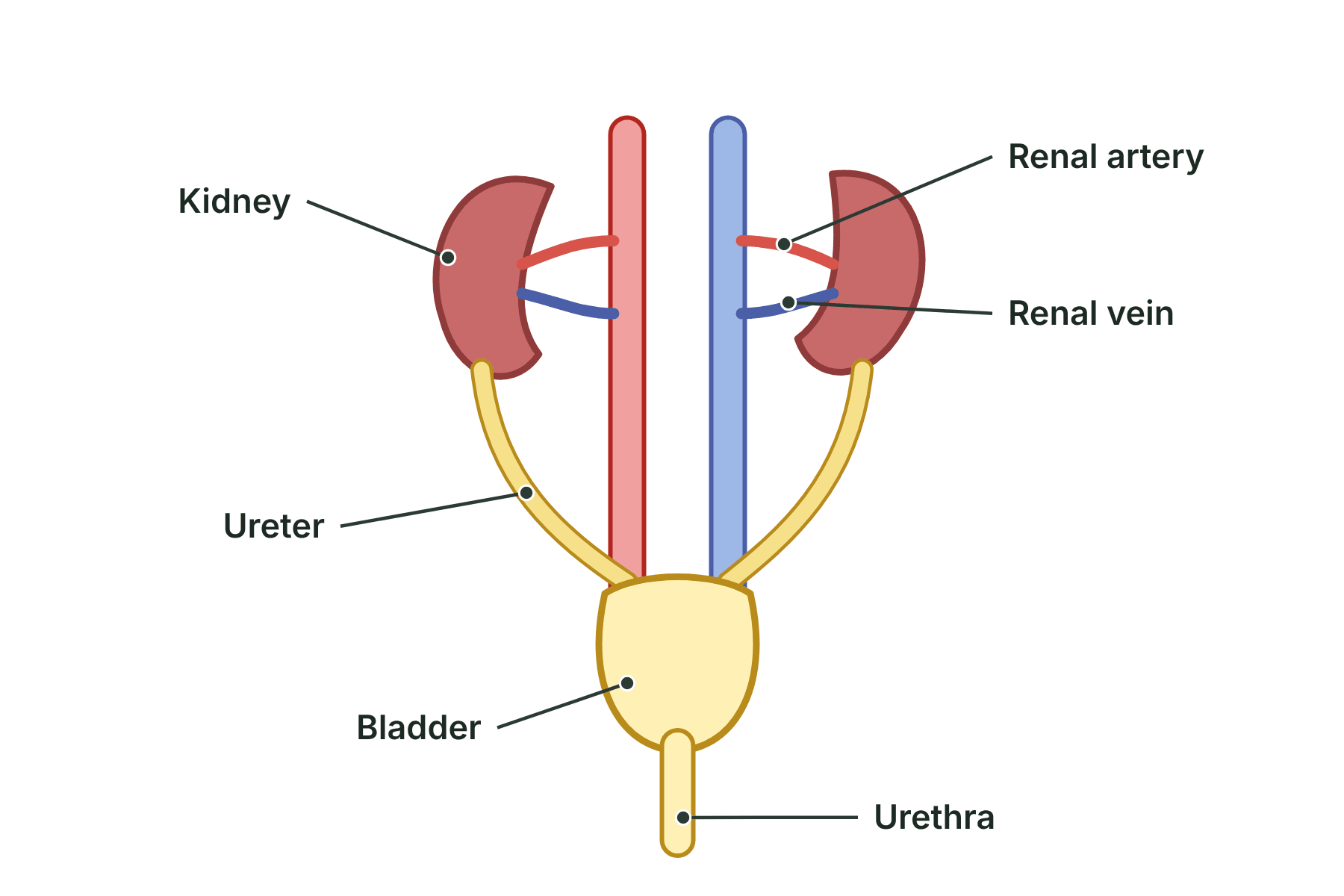 The kidneys, renal arteries and veins, ureters, bladder and urethra of the urinary system.