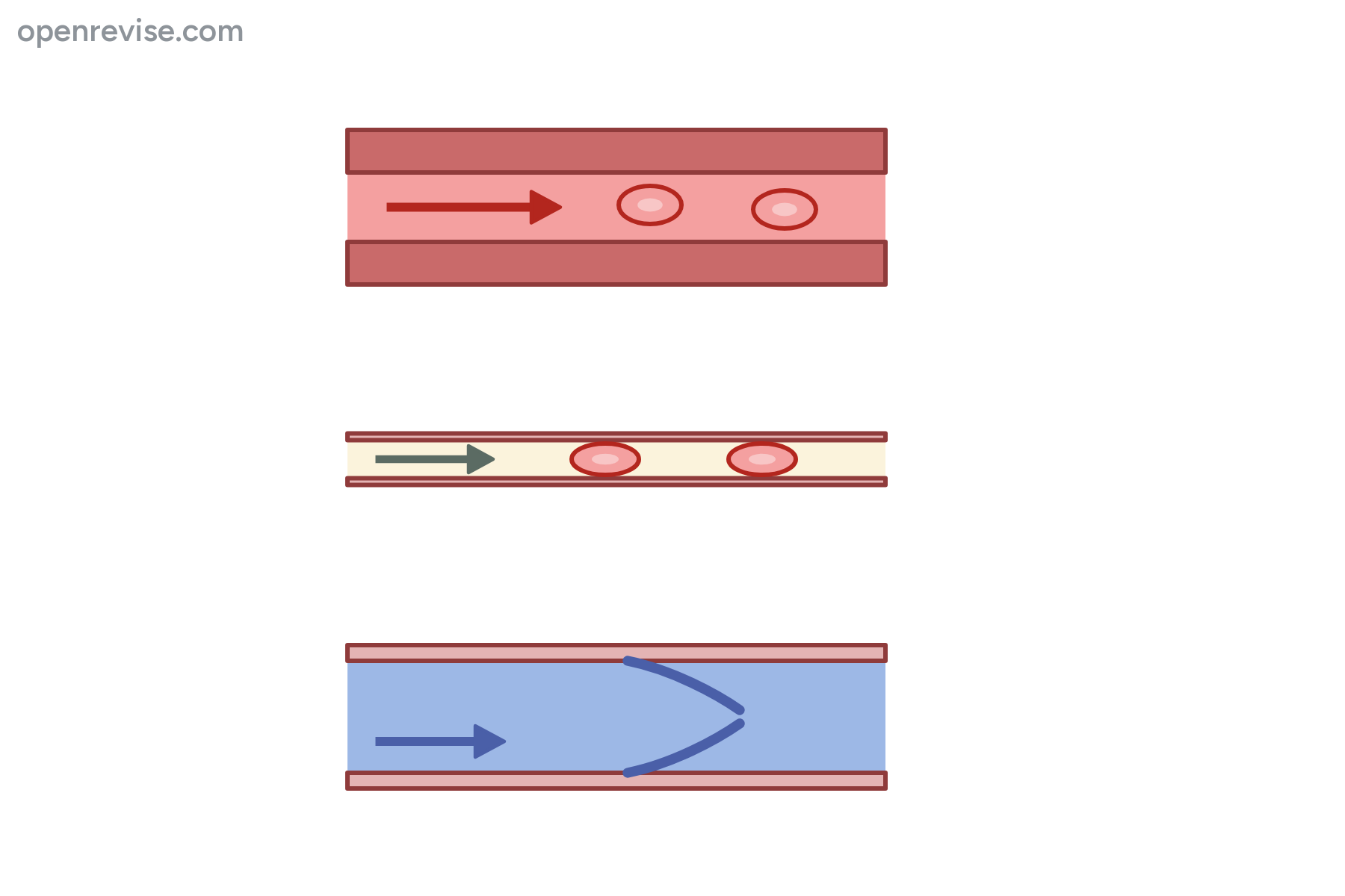 Three blood vessels cut lengthways, with no labels.
