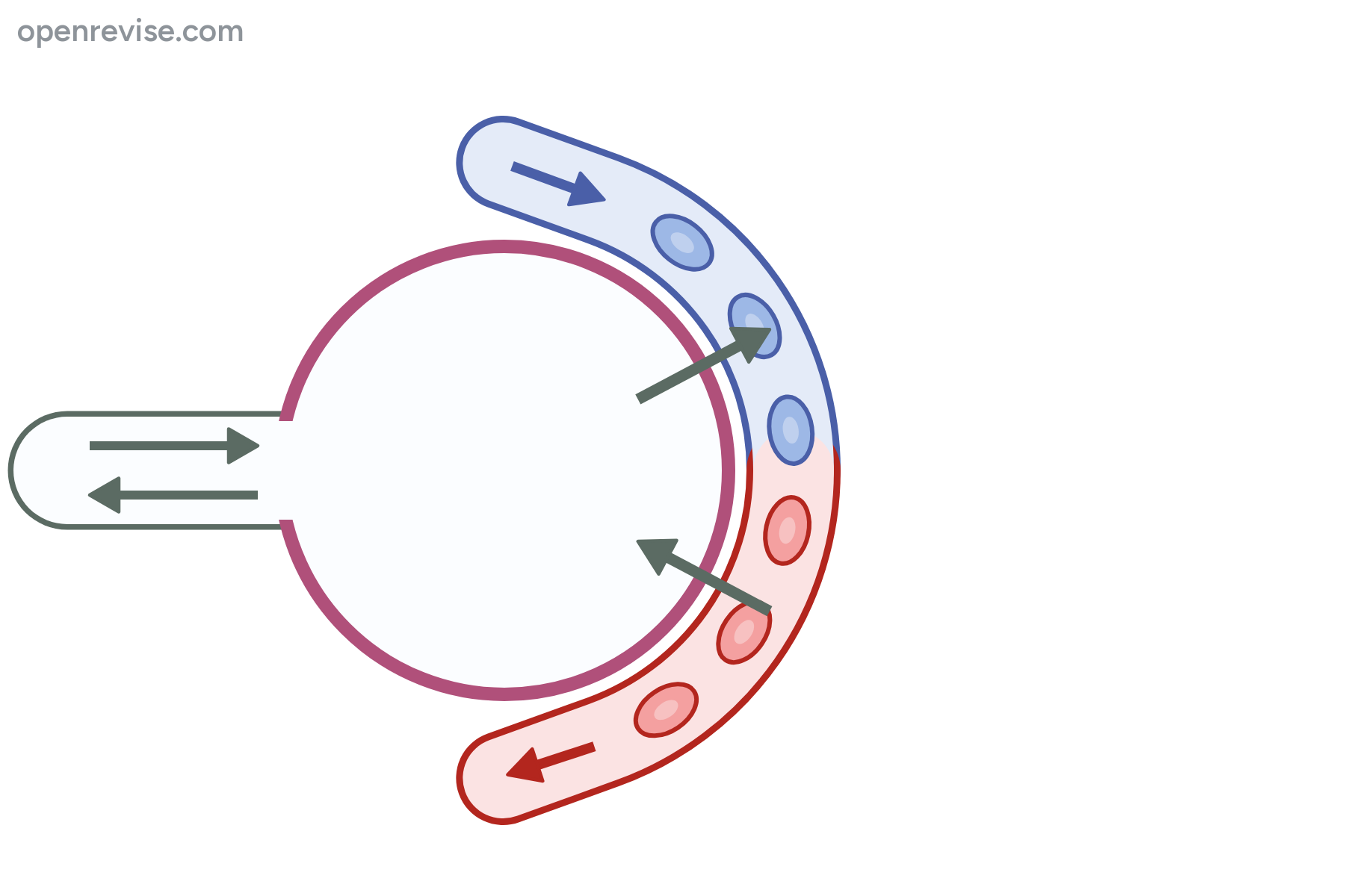 An alveolus with a capillary curving round it and arrows for gas movement, with no labels.