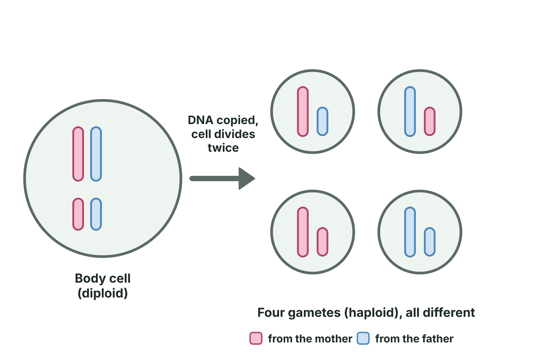 A diploid cell with two pairs of chromosomes divides by meiosis into four haploid gametes with different mixes of chromosomes.