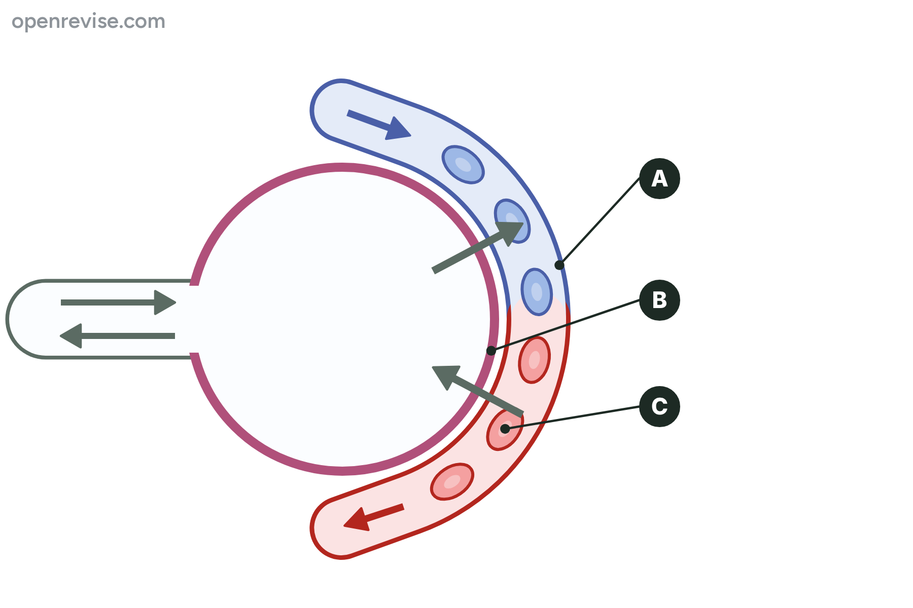 An alveolus and a capillary with the capillary wall, the alveolus wall and a red blood cell marked A, B and C.