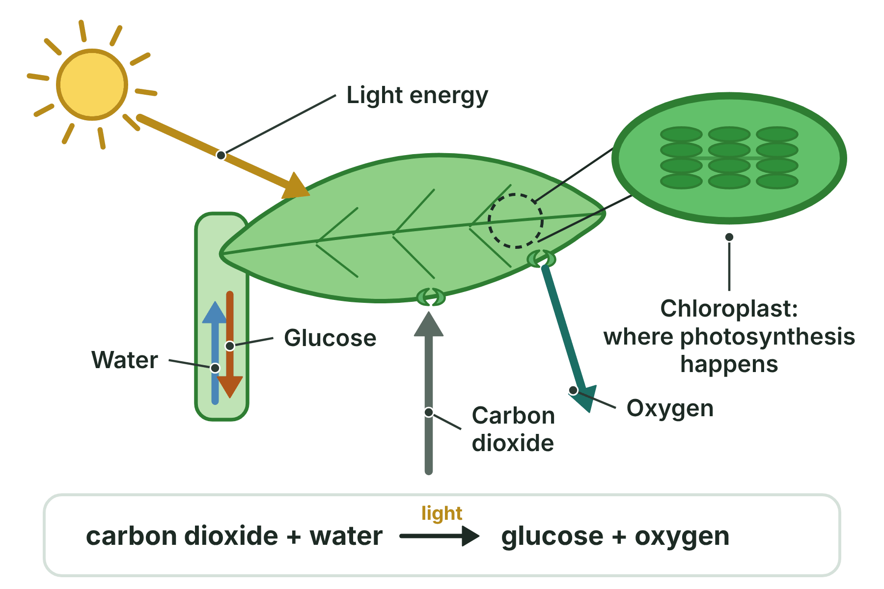 A leaf with arrows for light, carbon dioxide and water going in and oxygen and glucose coming out, with a chloroplast and the equation for photosynthesis.