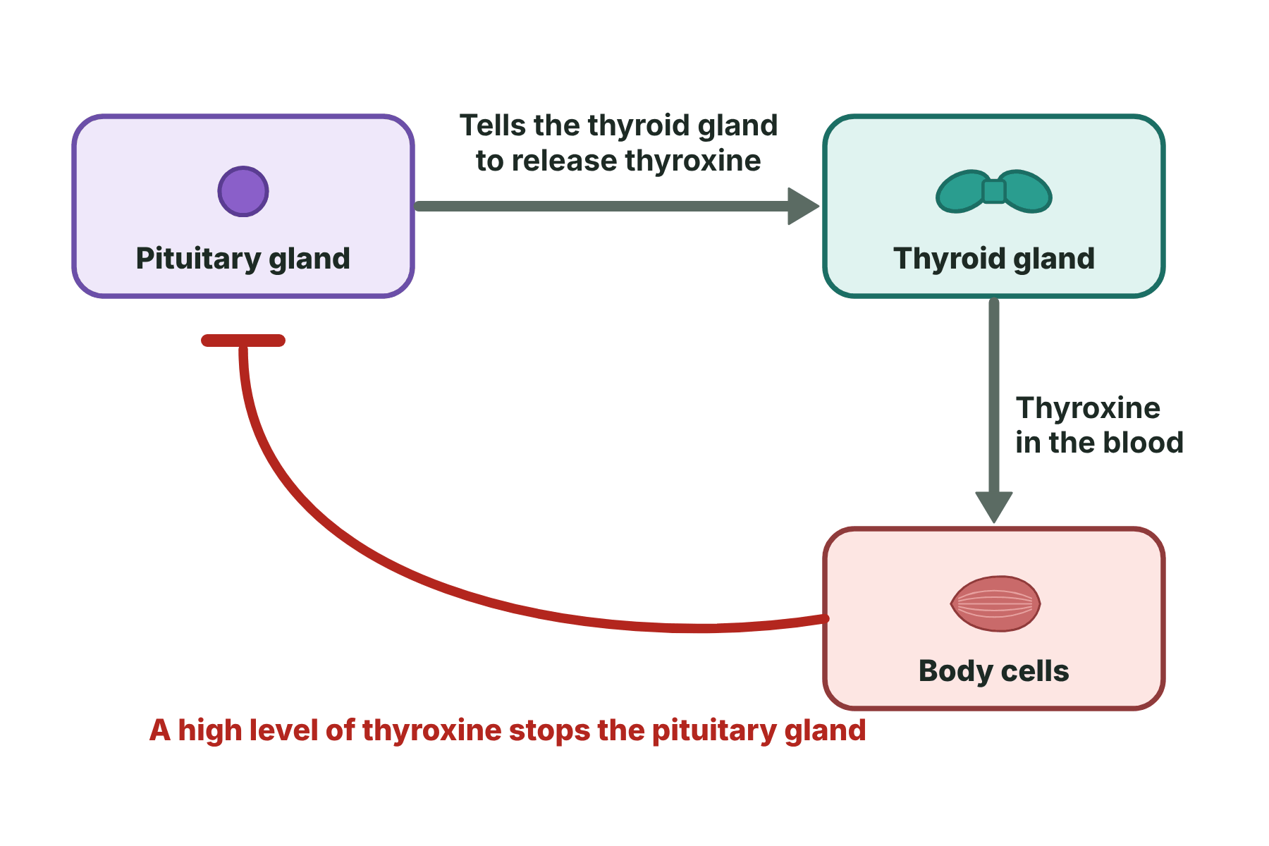 A loop in which the pituitary gland tells the thyroid gland to make thyroxine, and a high level of thyroxine switches the pituitary off.