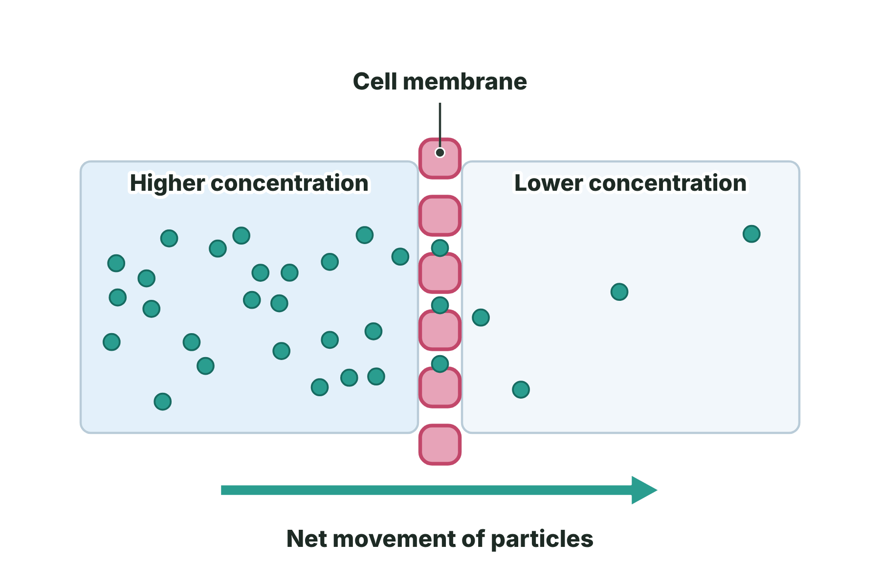 Many particles on the left of a membrane and few on the right, with an arrow showing net movement from left to right.