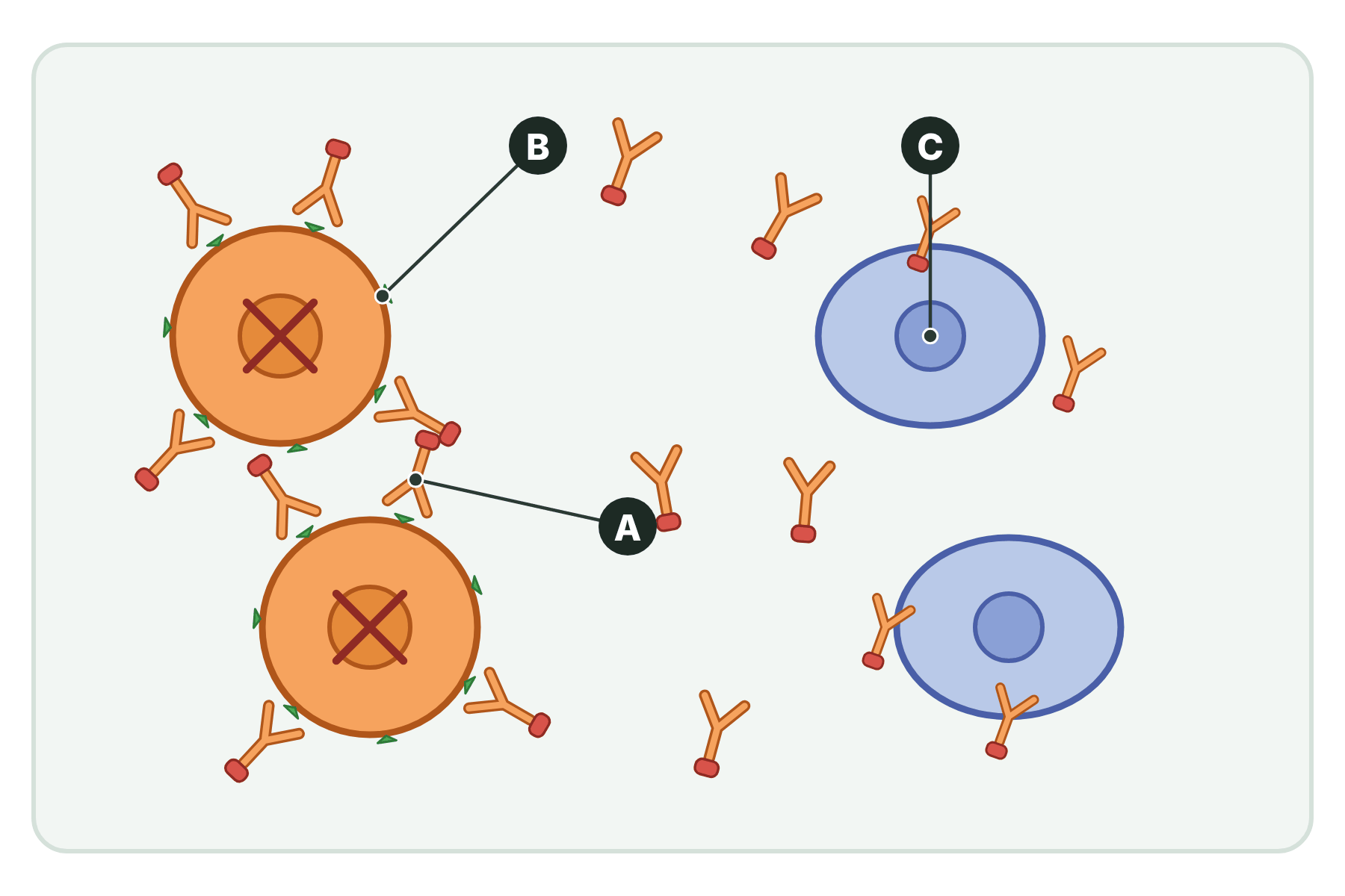 Cancer cells and normal cells with three parts marked A, B and C.