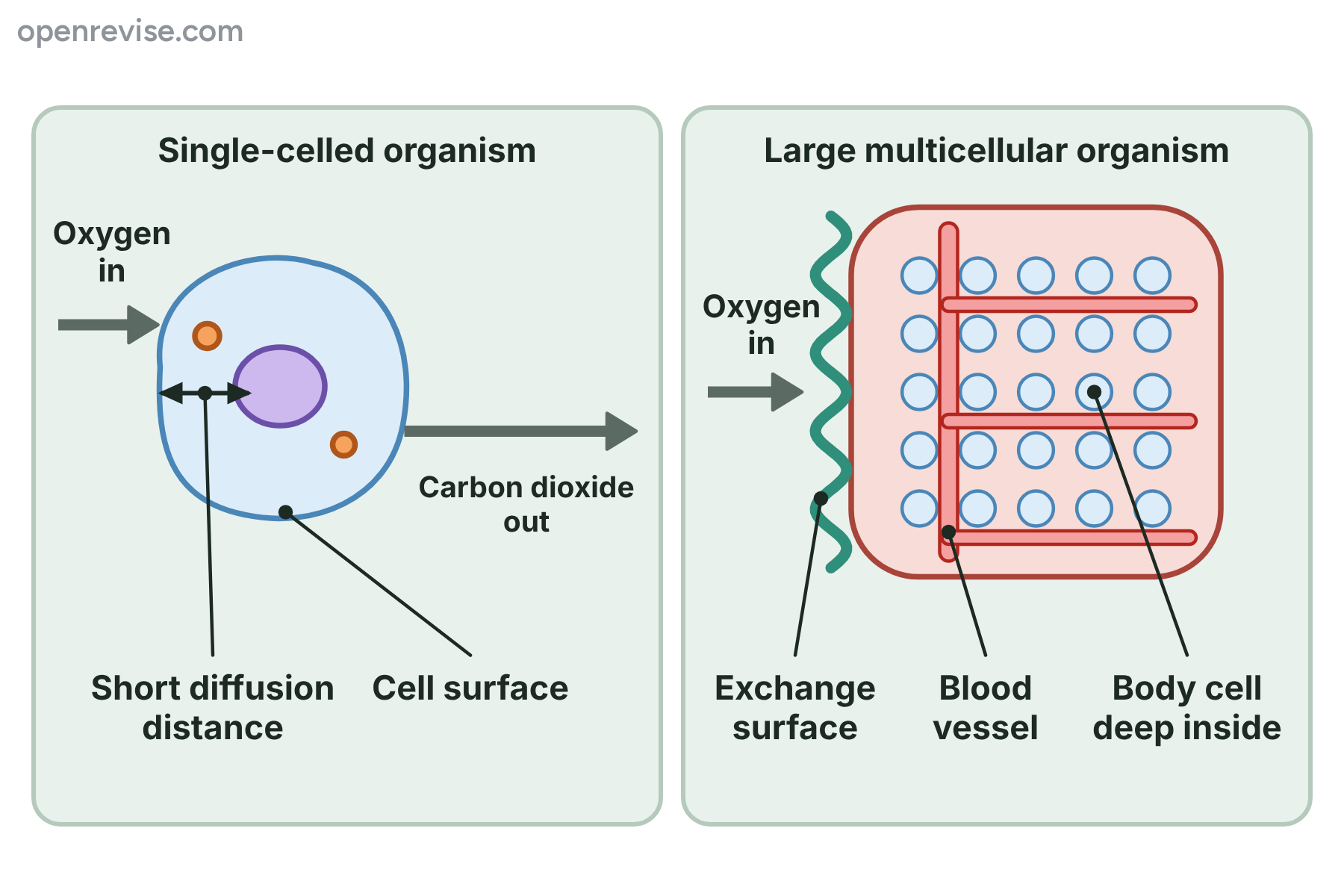 A single cell with oxygen and carbon dioxide crossing its surface over a short distance, beside a large block of cells with an exchange surface and a blood vessel carrying oxygen to a cell deep inside.