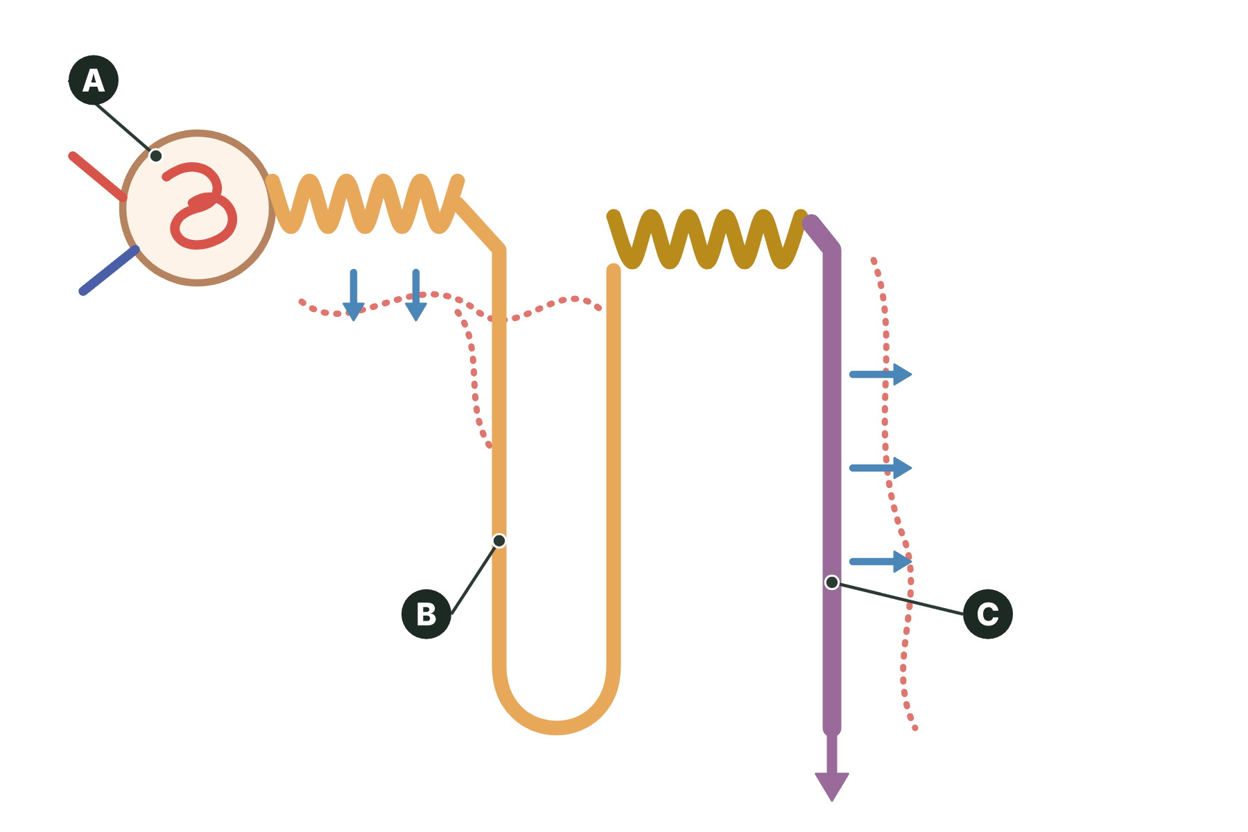 A nephron with three parts marked A, B and C.