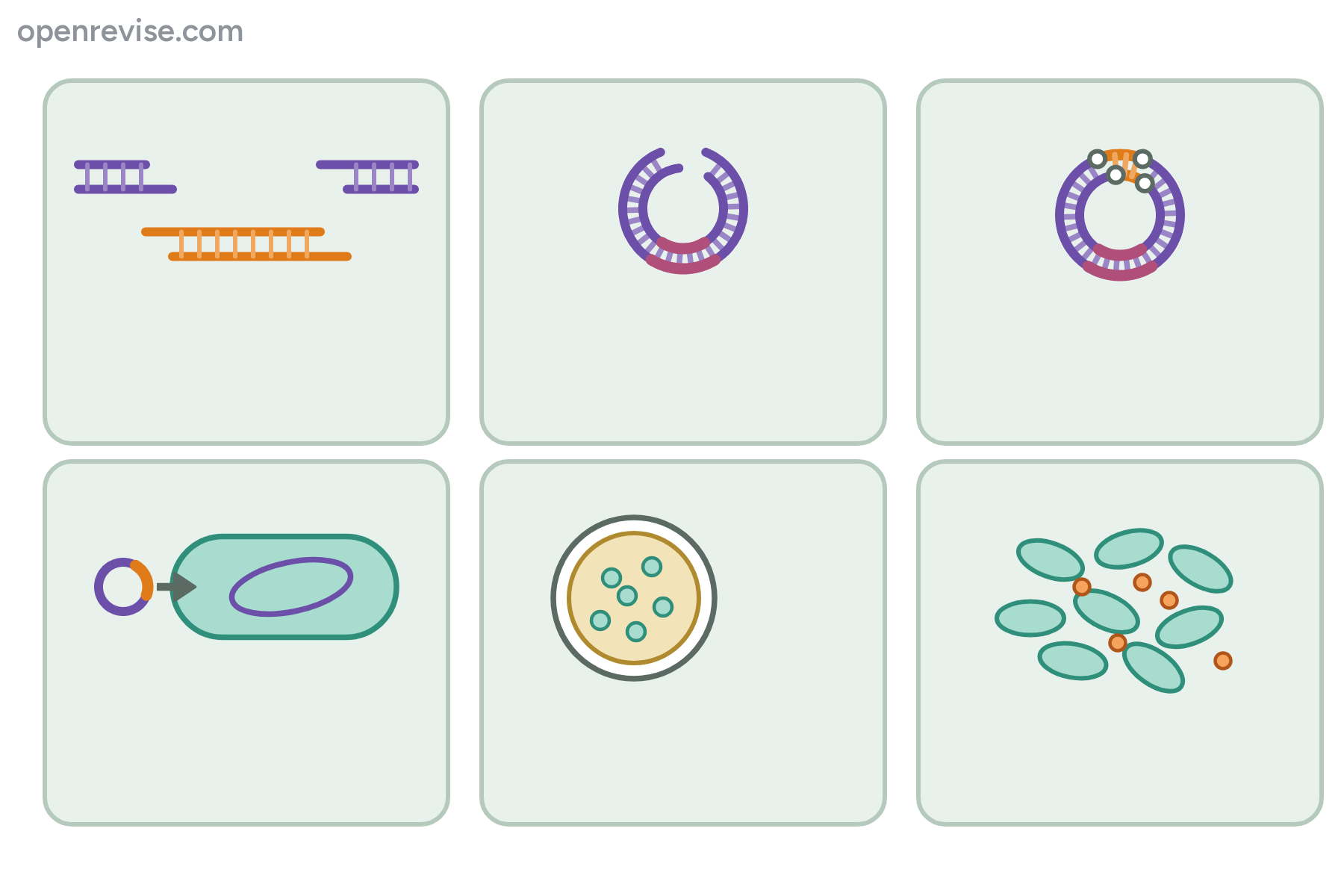 Six panels showing DNA being cut, joined, put into a bacterium, selected and grown, with no labels.