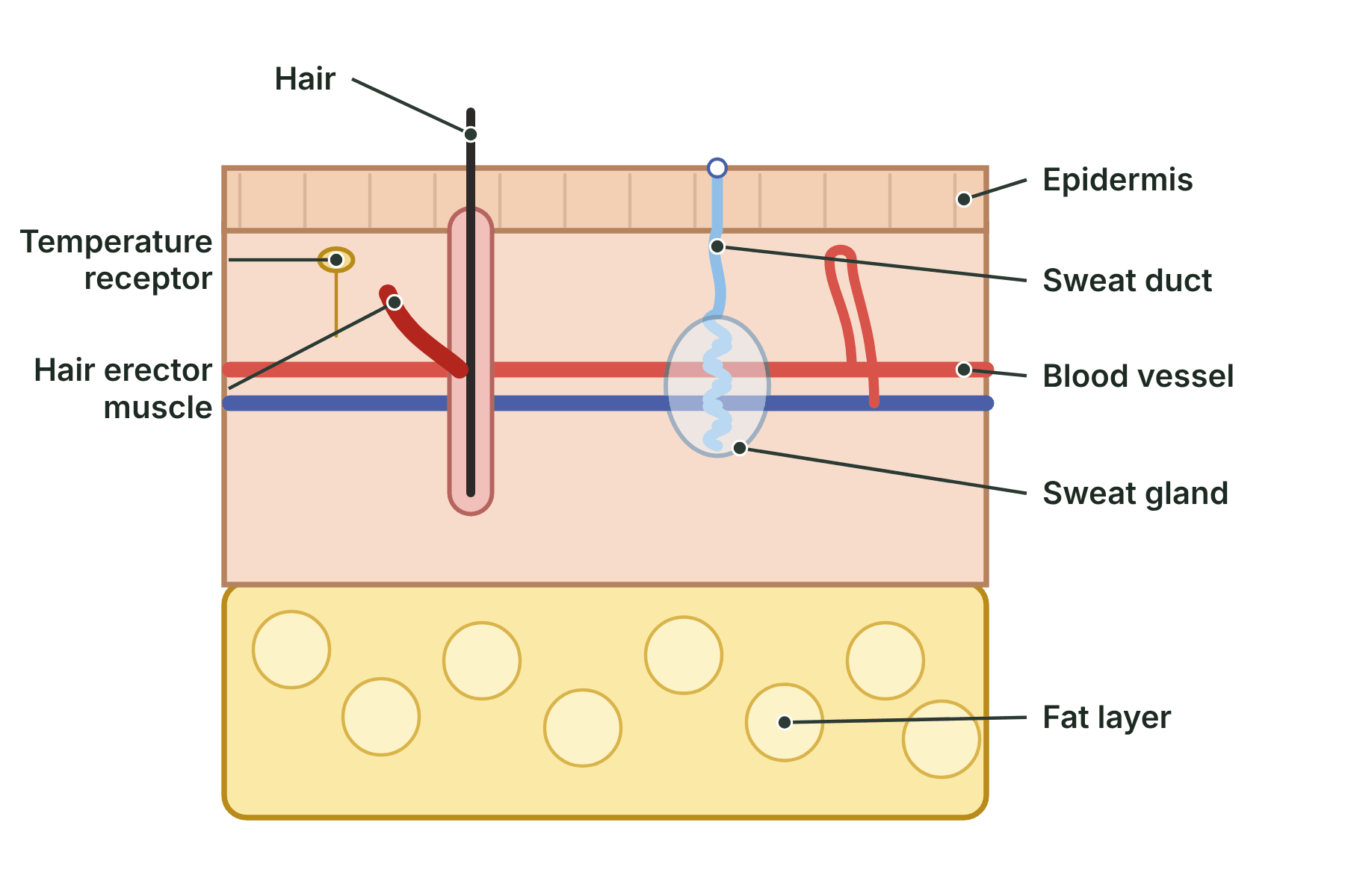 A section through the skin showing the epidermis, hair, hair erector muscle, sweat gland, sweat duct, blood vessels, temperature receptor and fat layer.