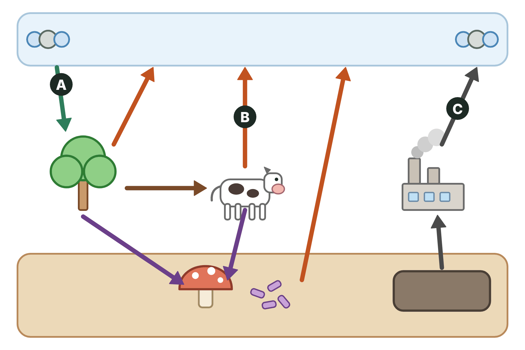 The carbon cycle with three processes marked A, B and C.