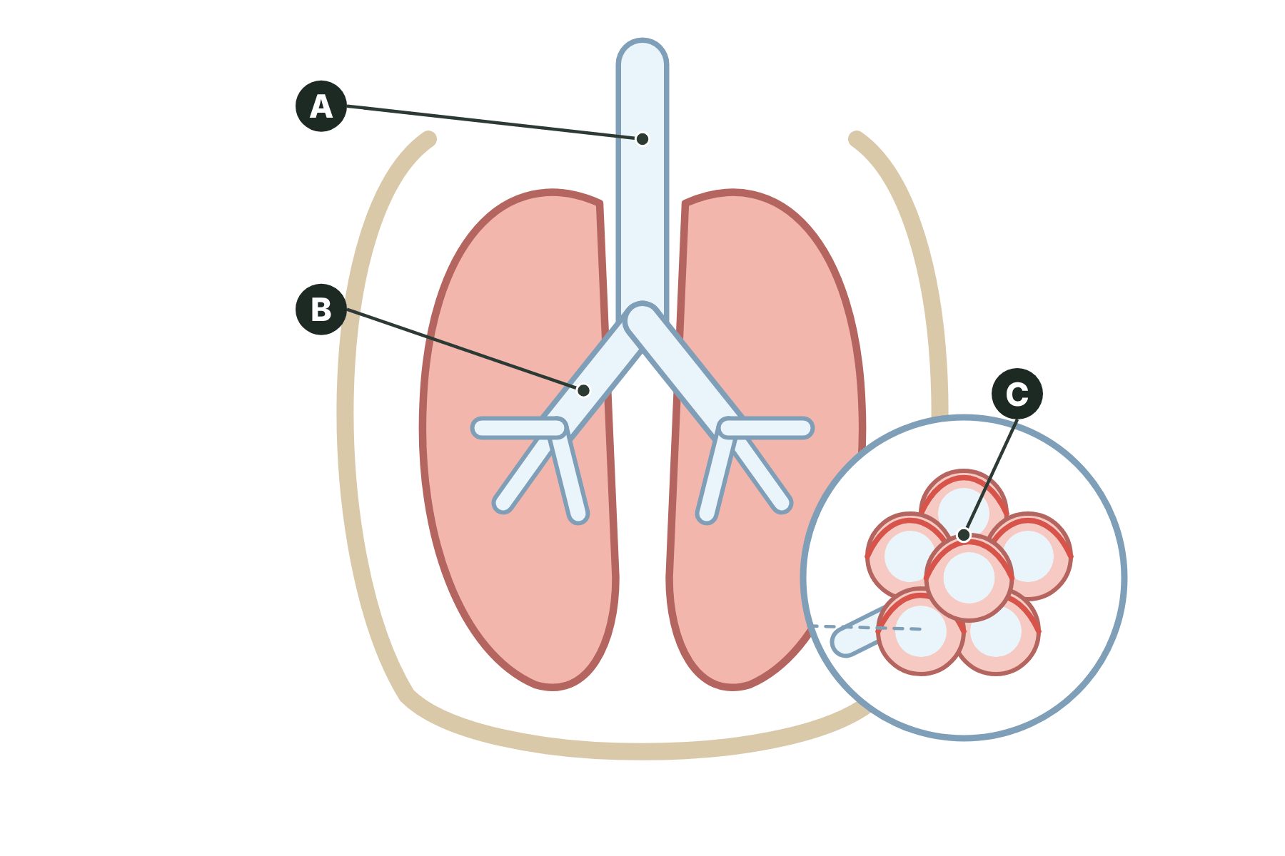 The lungs with three parts marked A, B and C.