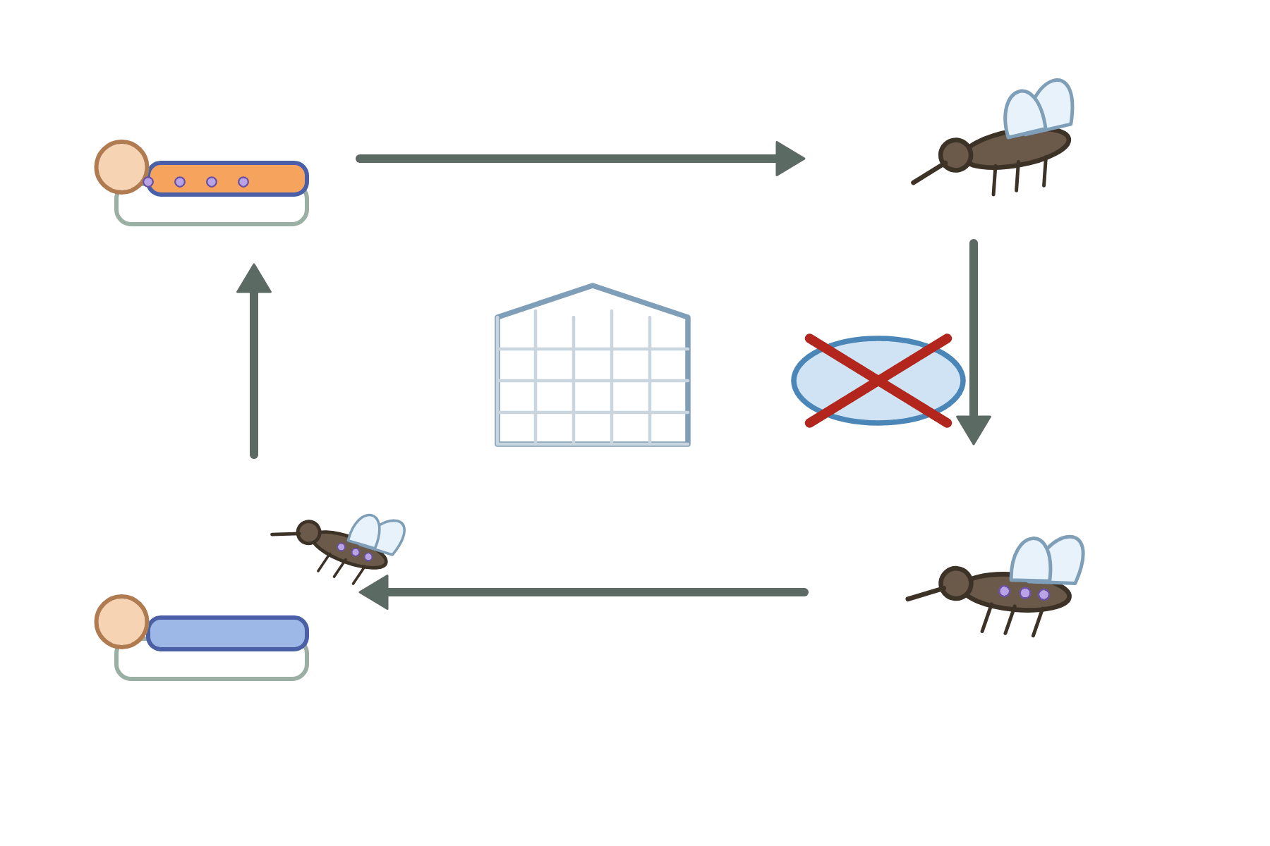 The malaria cycle with no labels.