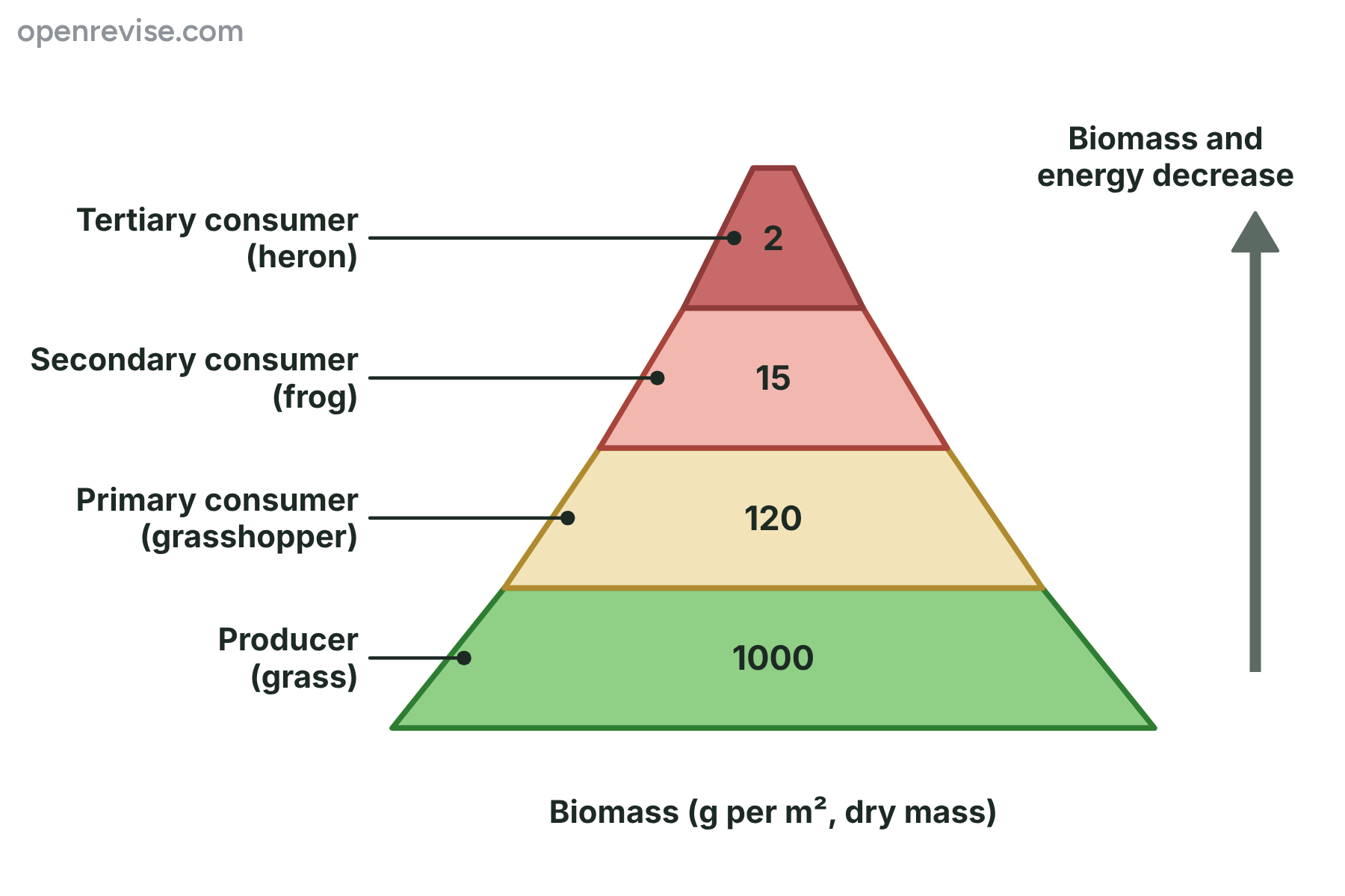 A pyramid of biomass with producers at the wide base and tertiary consumers at the narrow top.