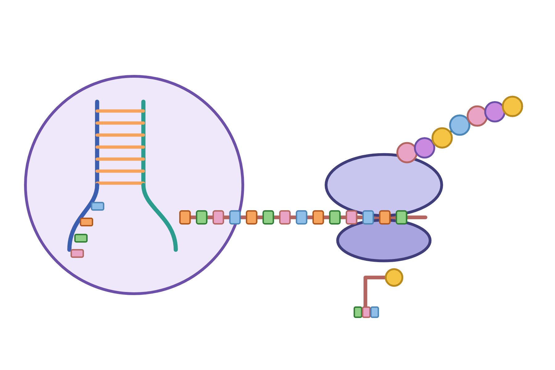 Protein synthesis drawn with no labels.